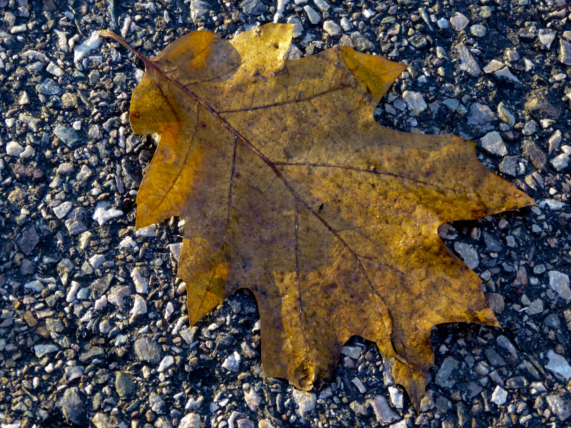 leaves fall oak free photo