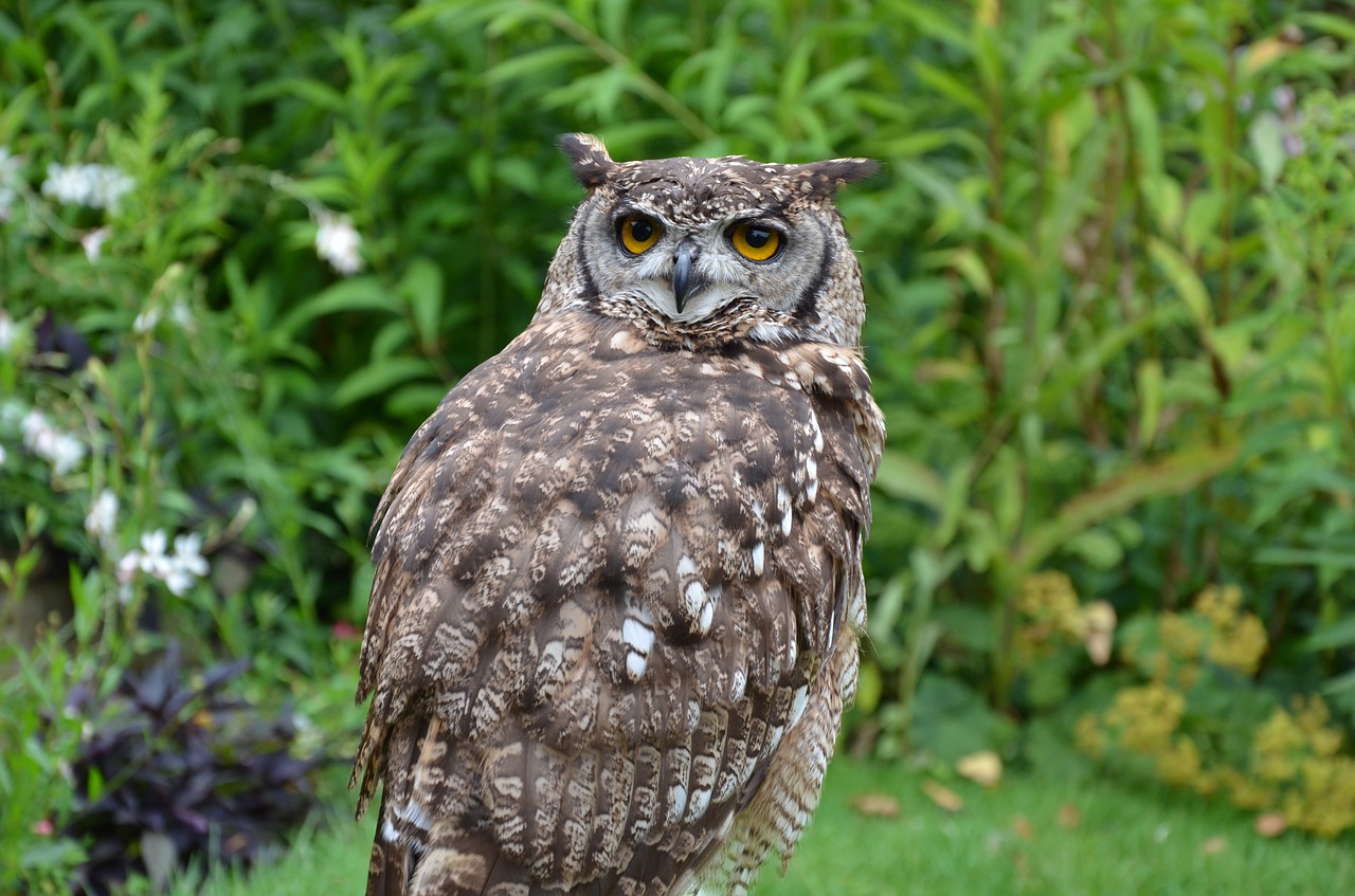 brown owl owl bird free photo