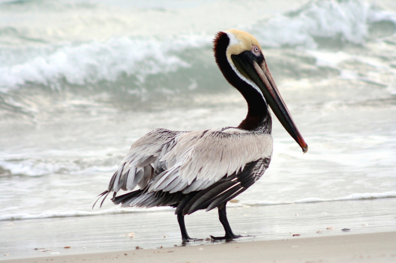 brown pelican bird wildlife free photo
