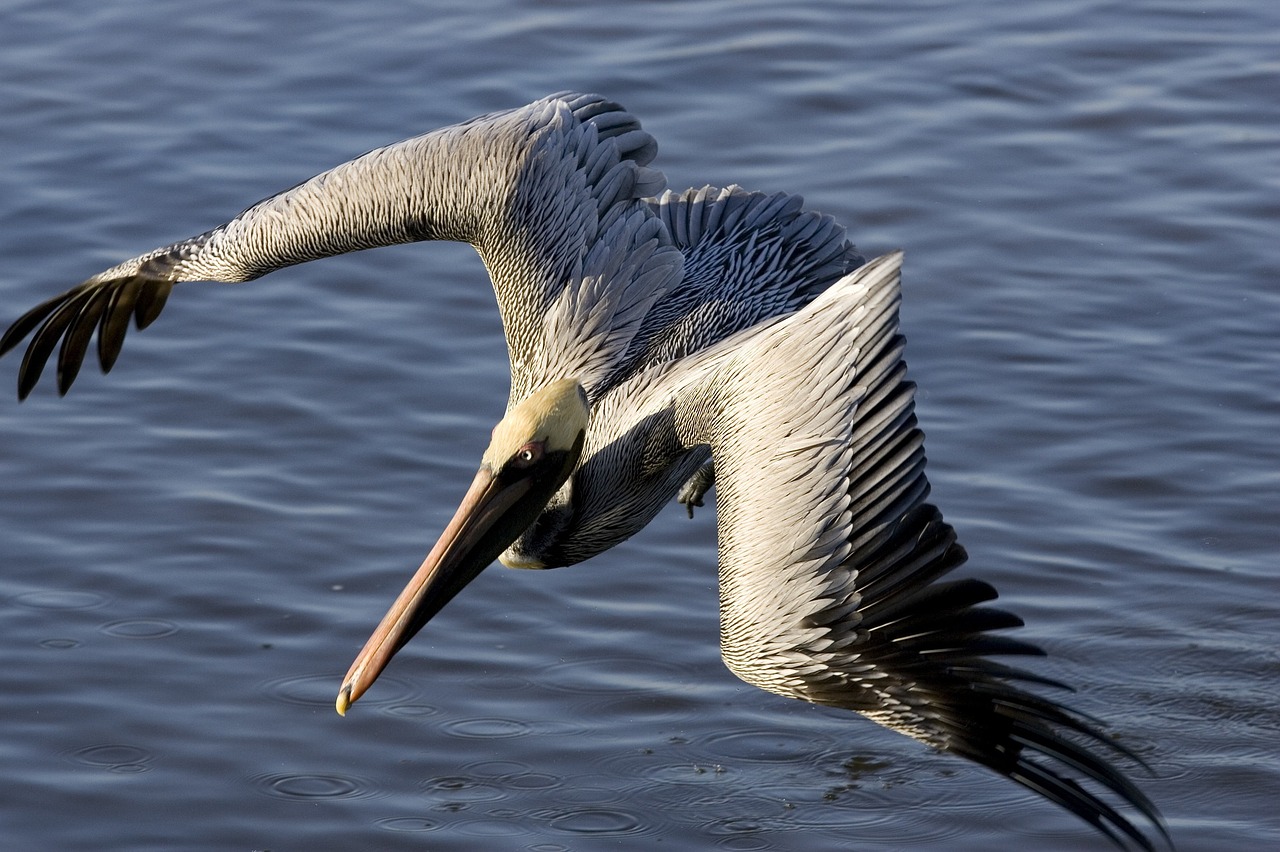 brown pelican flying bird free photo