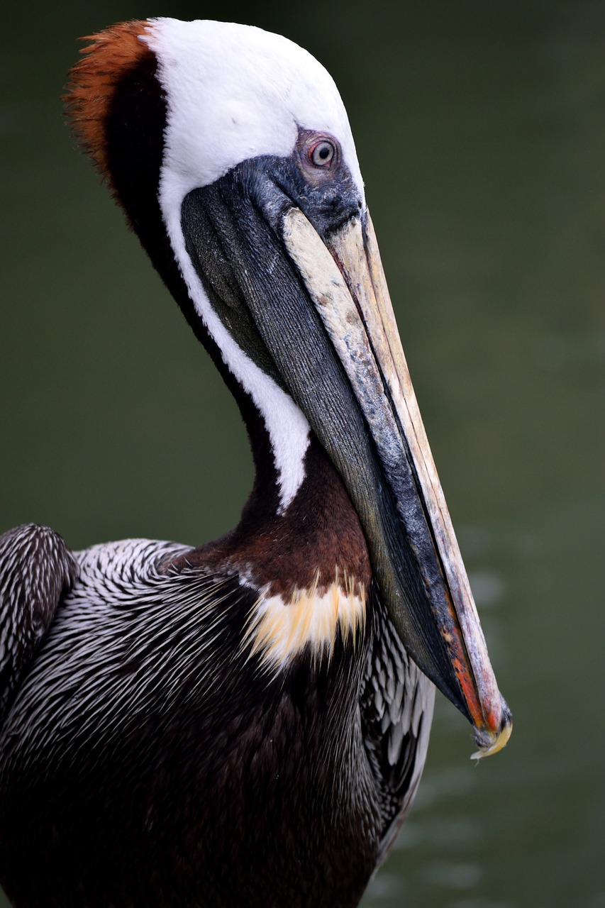 brown pelican  wildlife  avian free photo