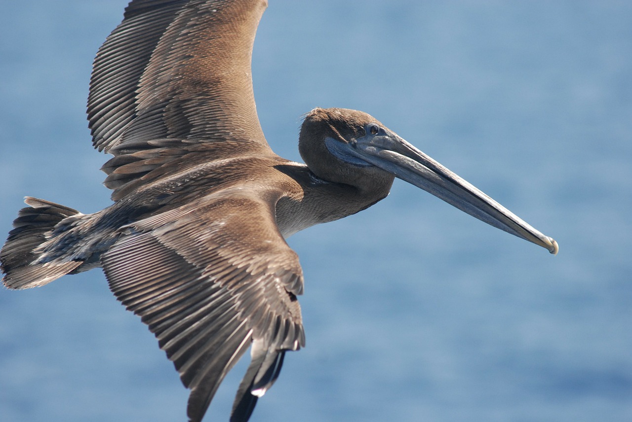 brown pelican bird sea free photo