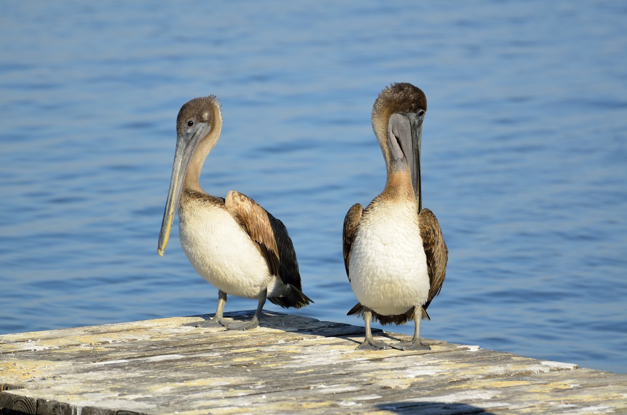 brown pelicans resting bird free photo