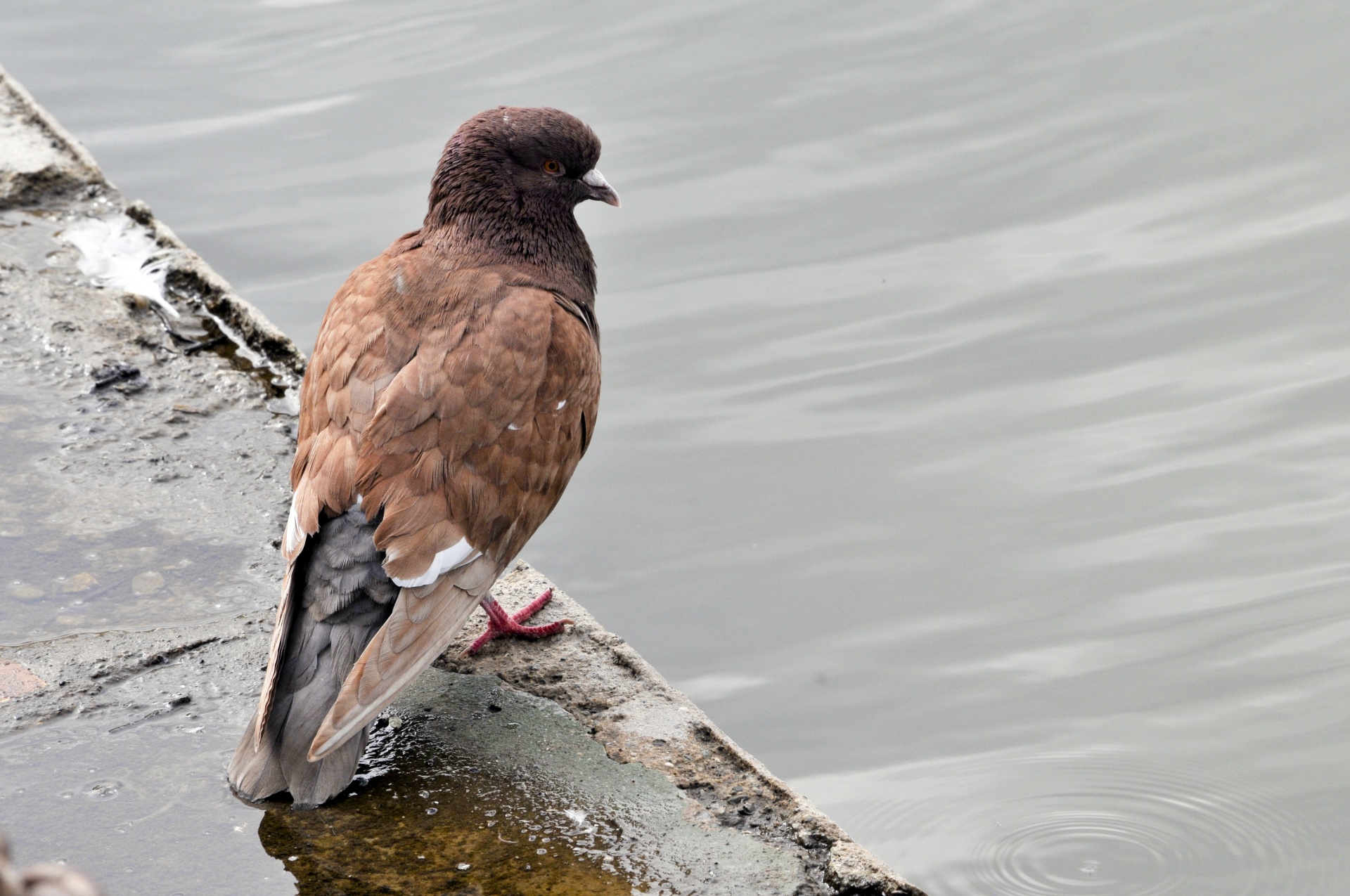 pigeon pigeons brown free photo