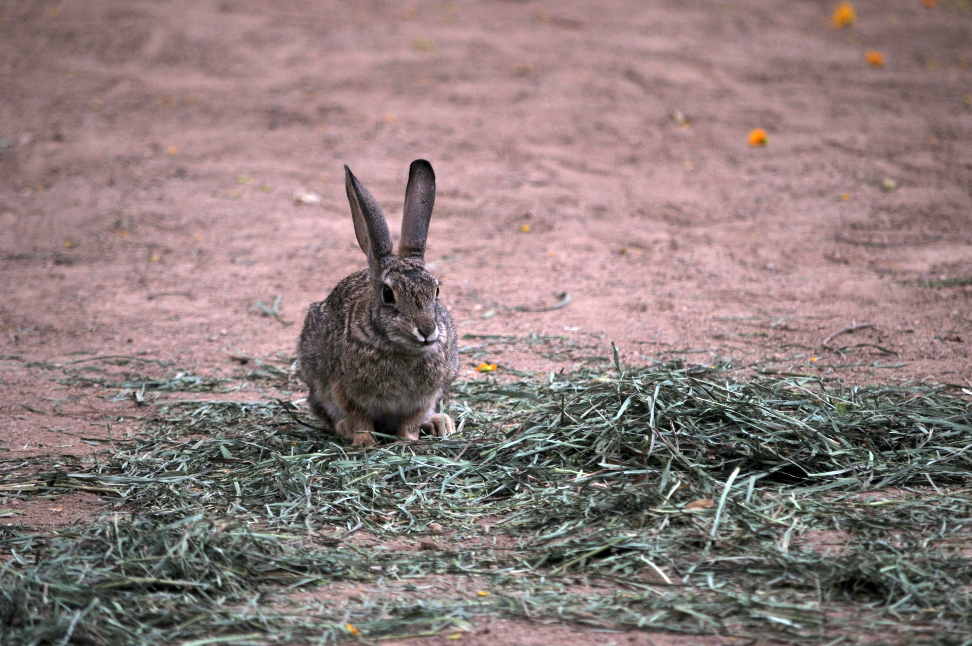 rabbit rabbits bunny free photo