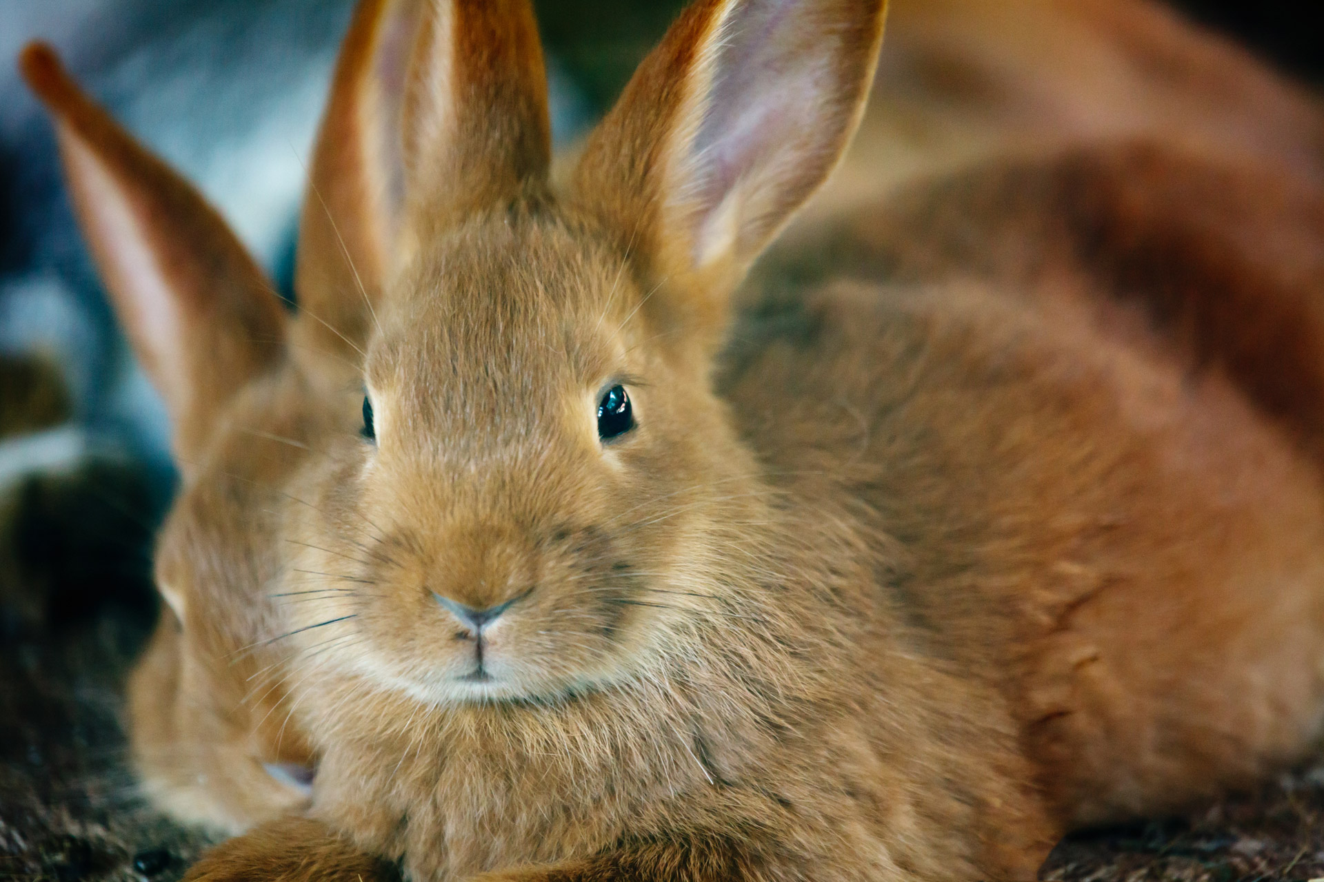 animal bunny cute free photo