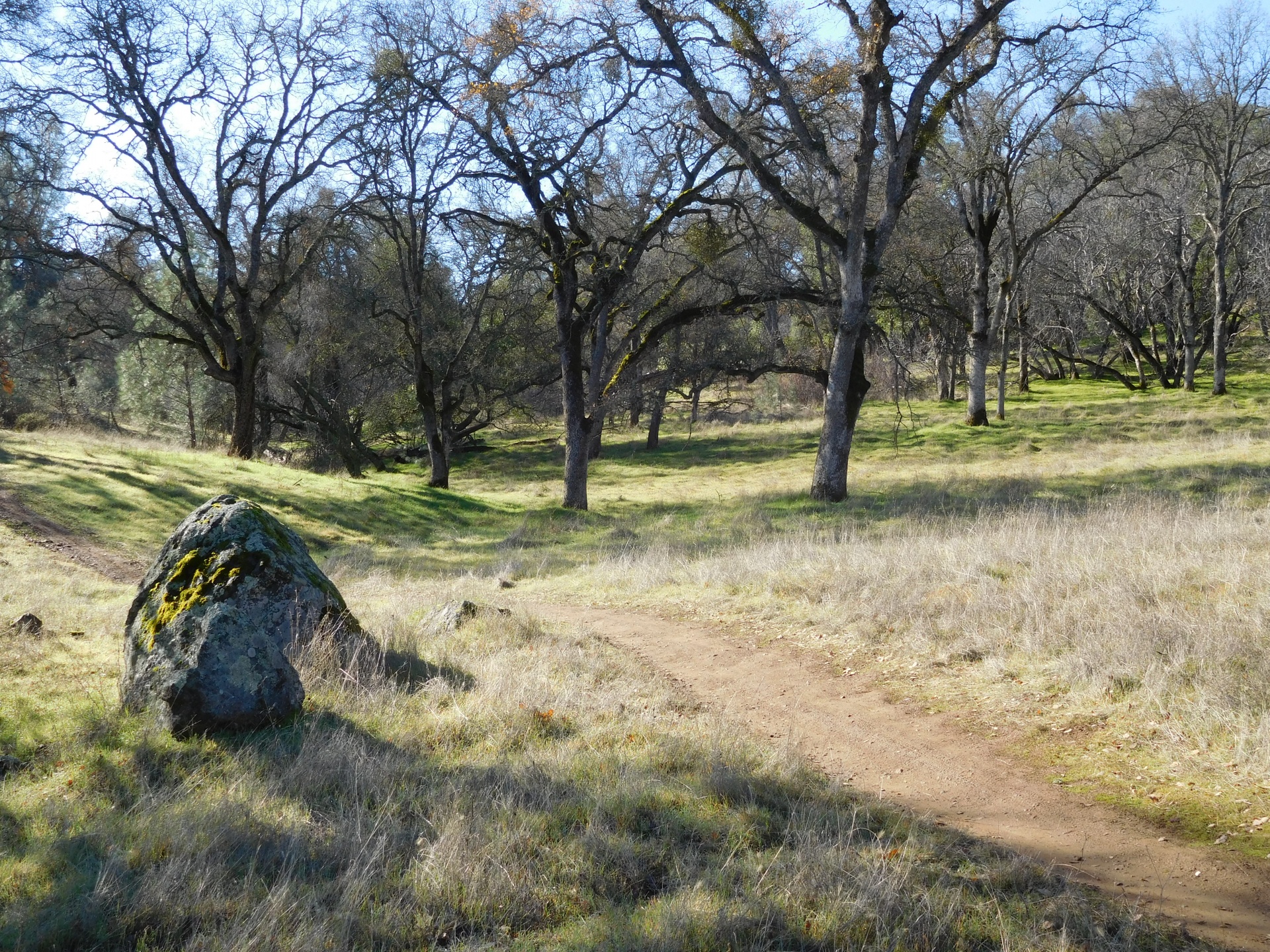 trees rock trail free photo