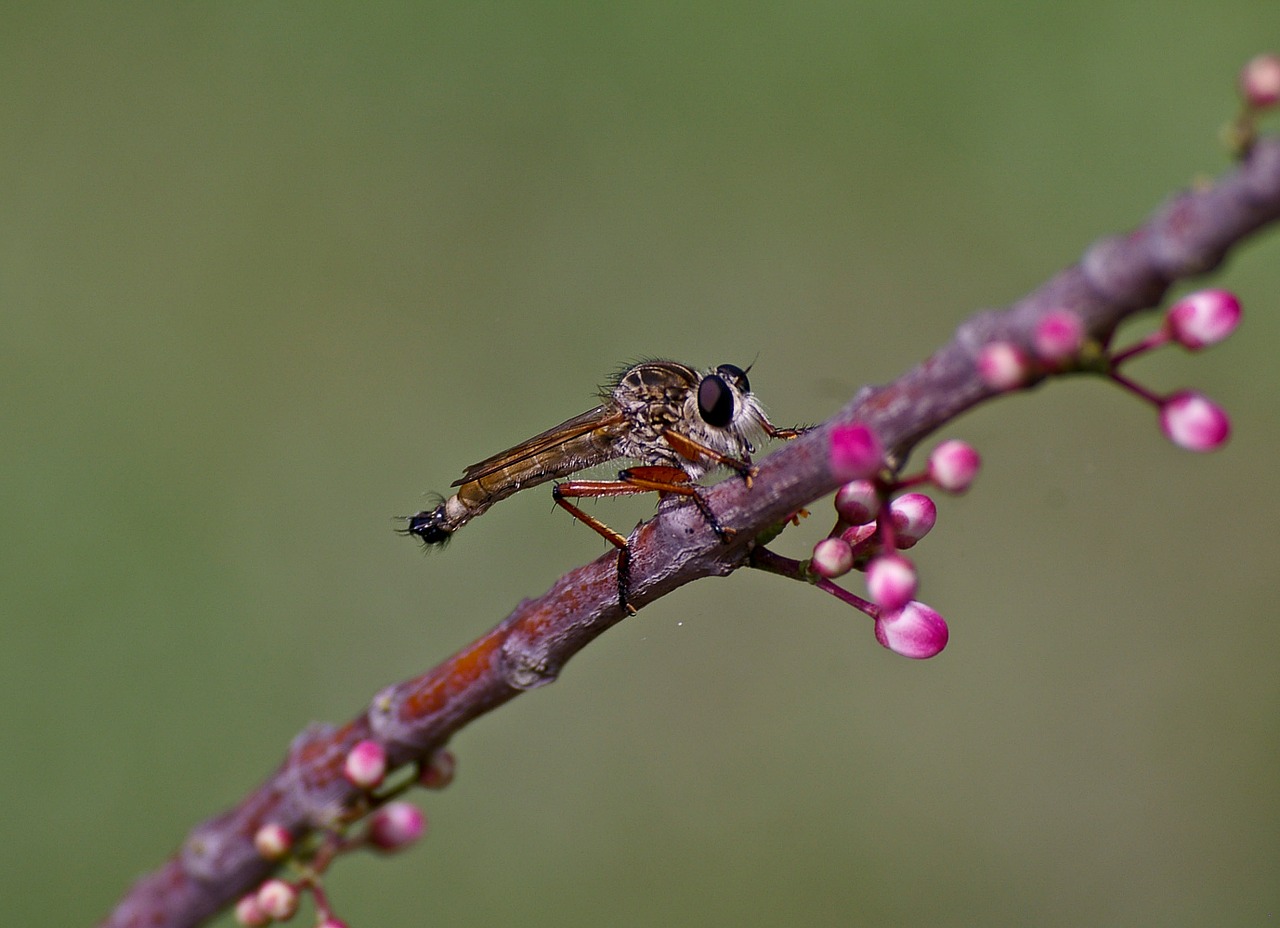 brown robber fly insect fly free photo