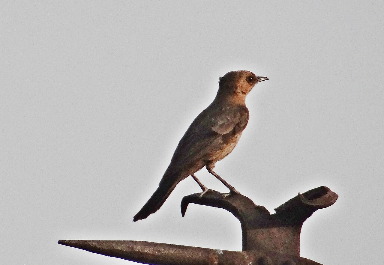 brown rock chat indian chat bird free photo