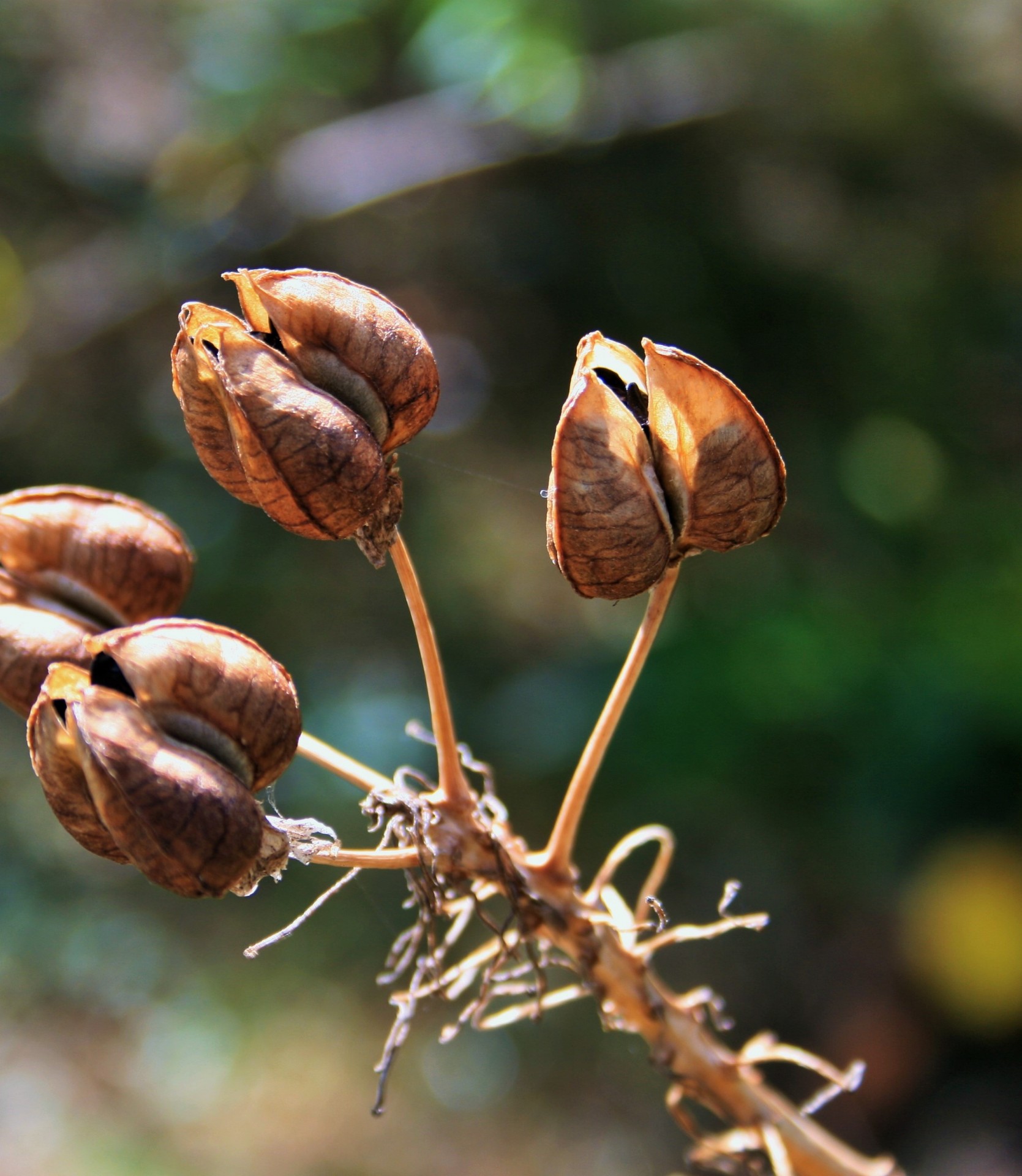 seed pods brown seeds free photo