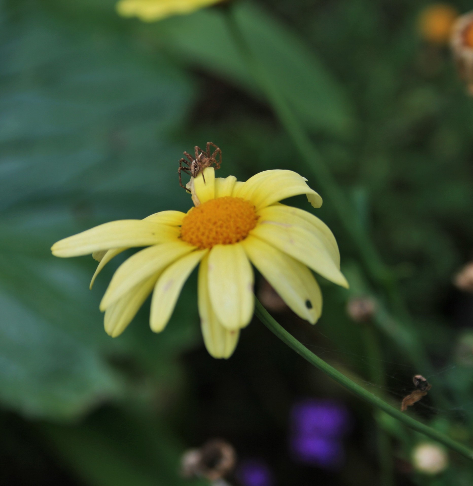 daisy yellow spider free photo
