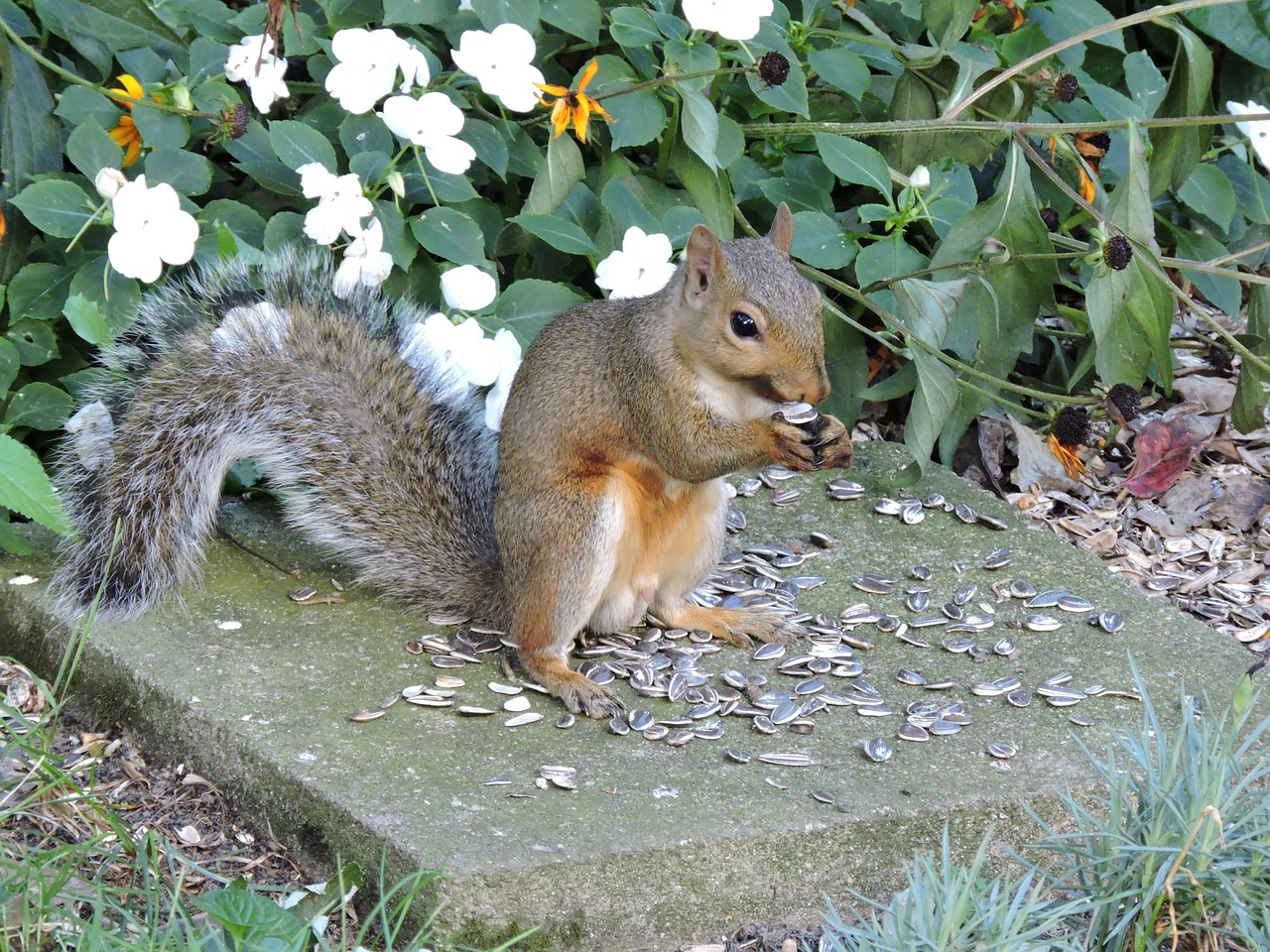 squirrel gray squirrel wildlife free photo