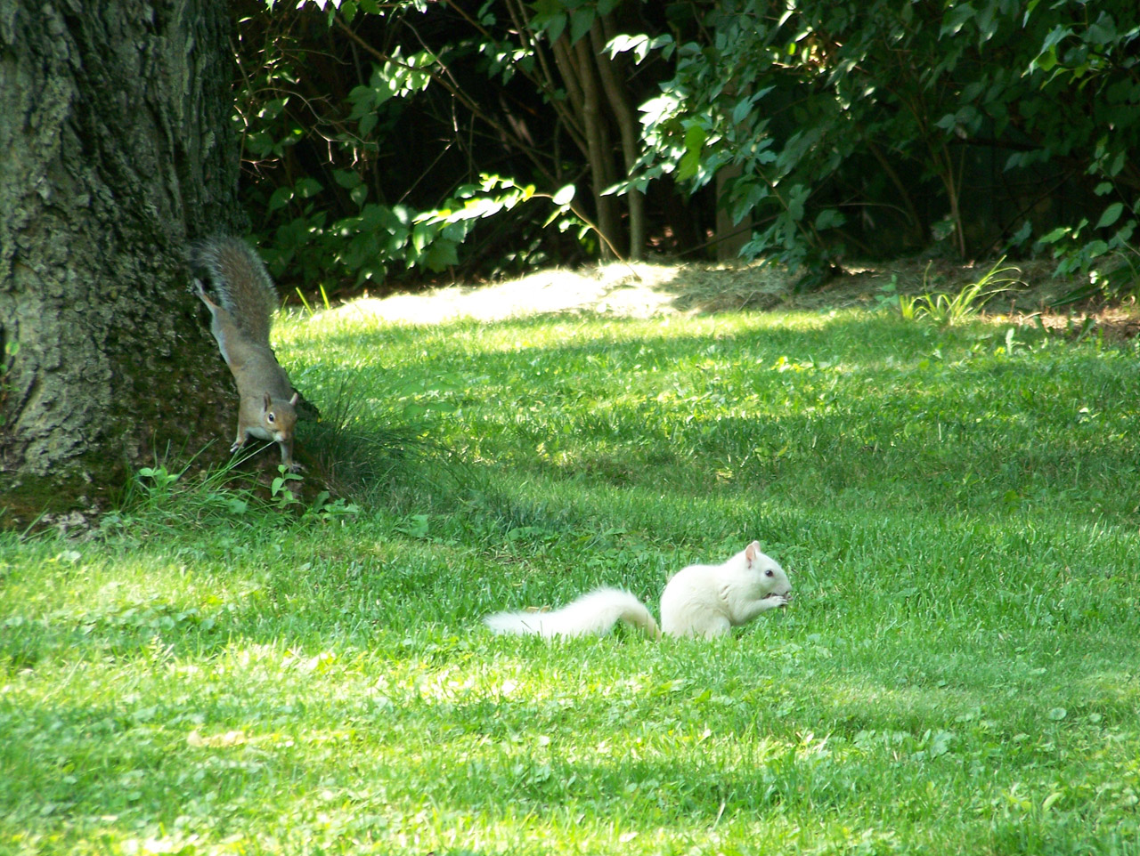 squirrel brown white free photo