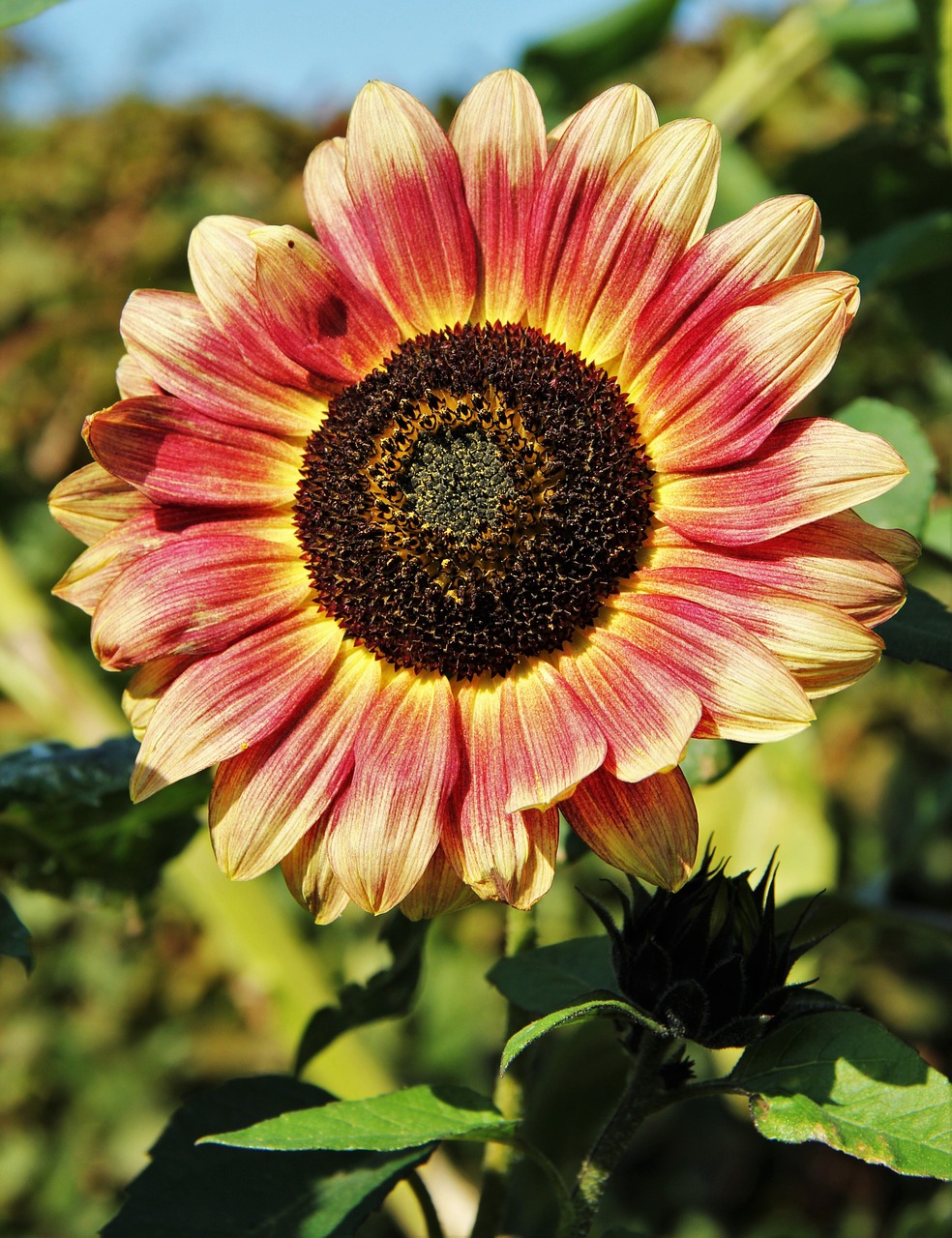 brown sunflower brownish brown free photo