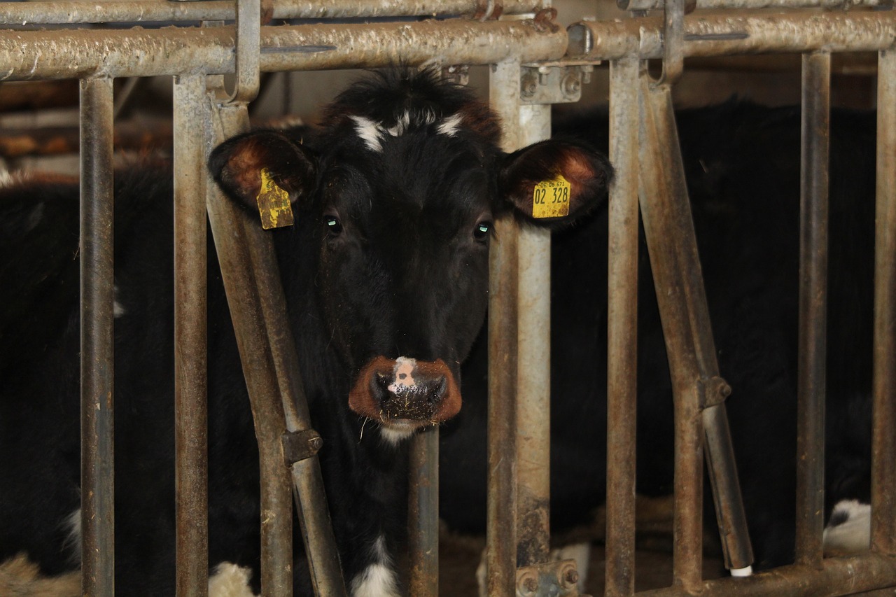 brown swiss  young cattle  beef free photo