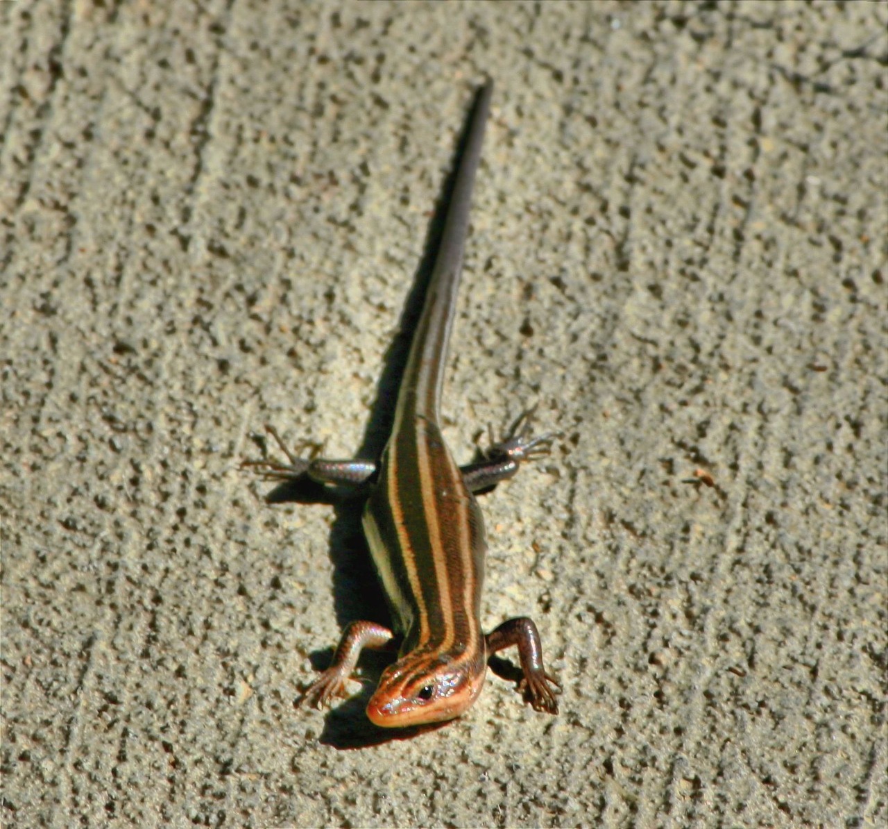 brown tailed skink copper striped lizard free photo