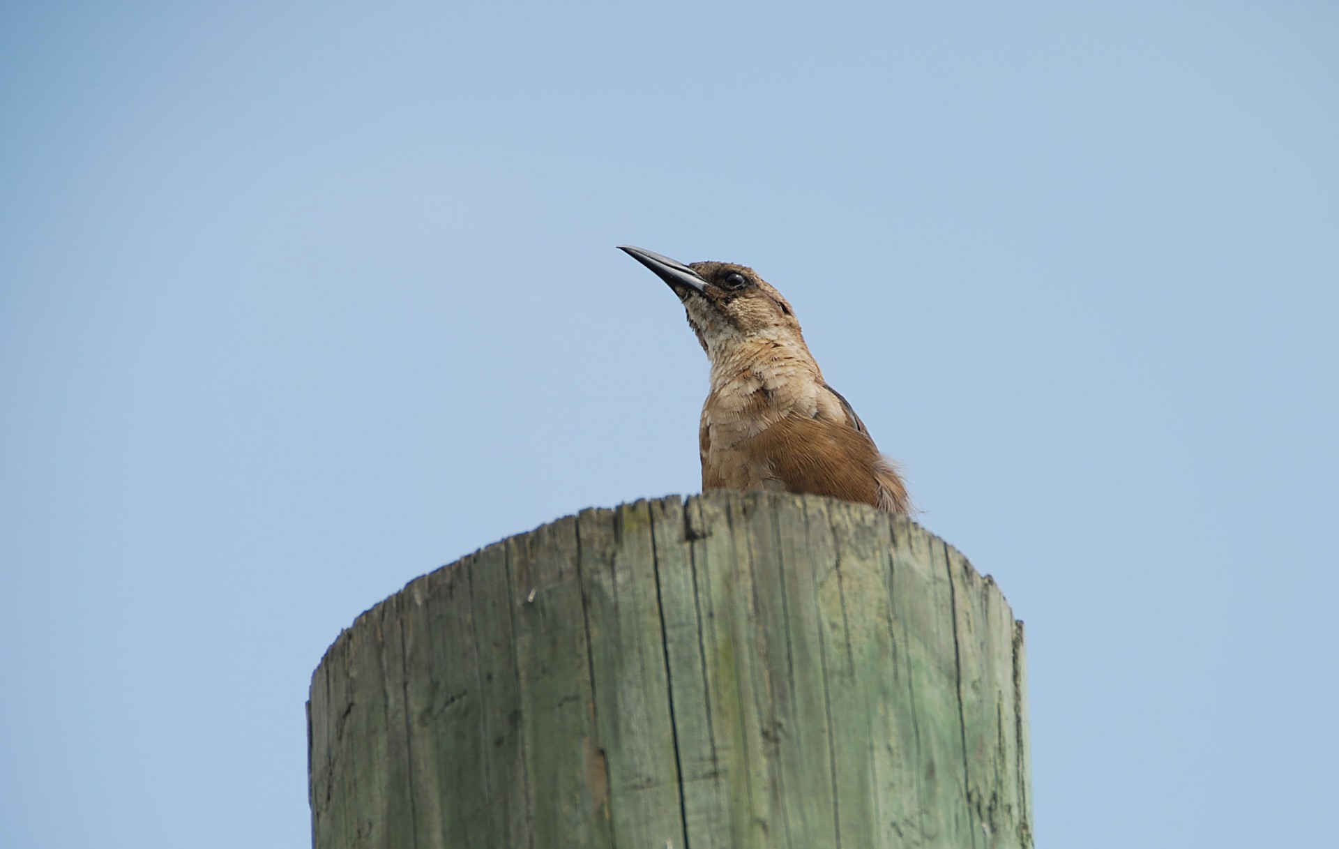 bird avian wildlife free photo