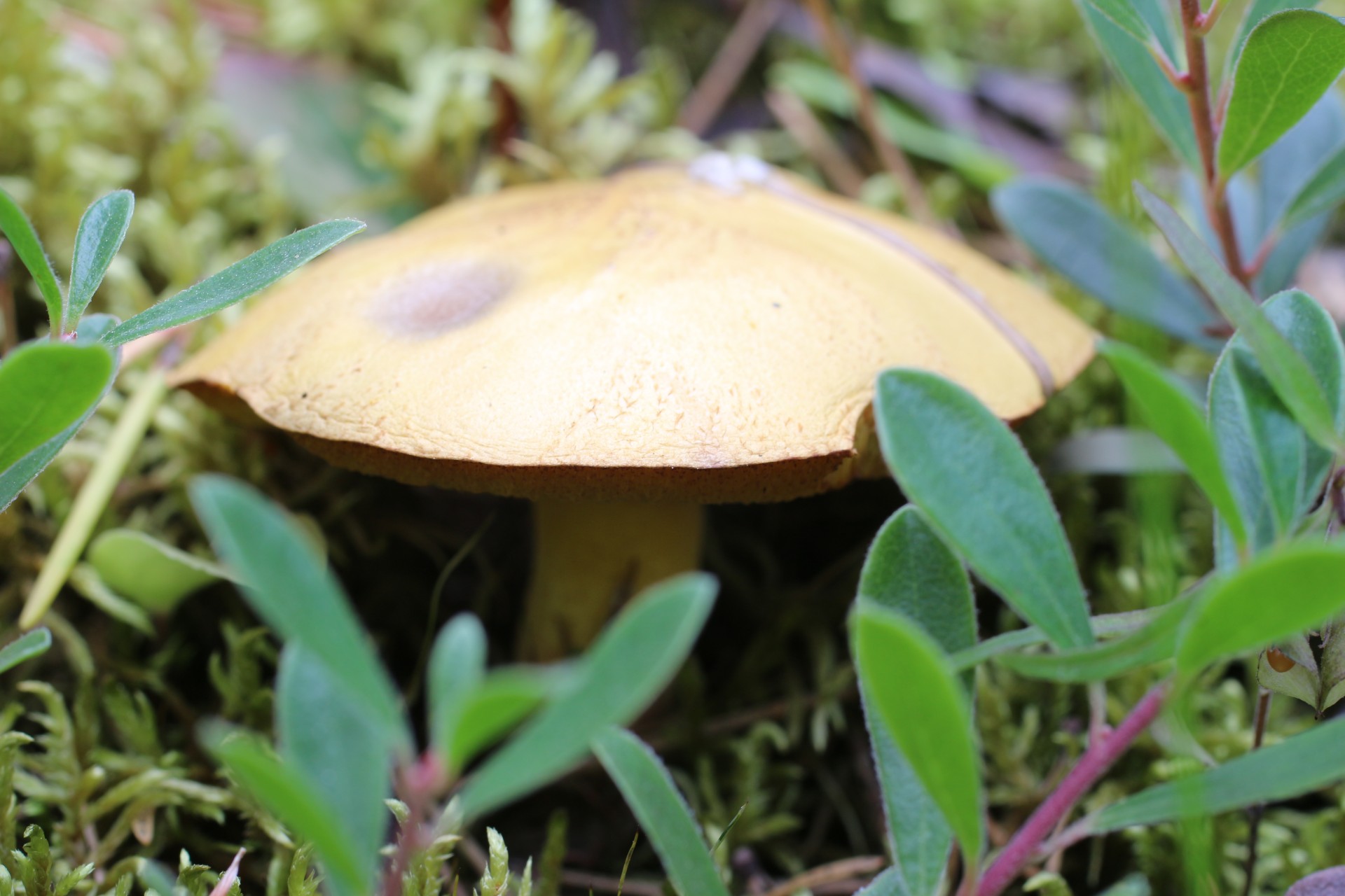 brown wild mushroom free photo