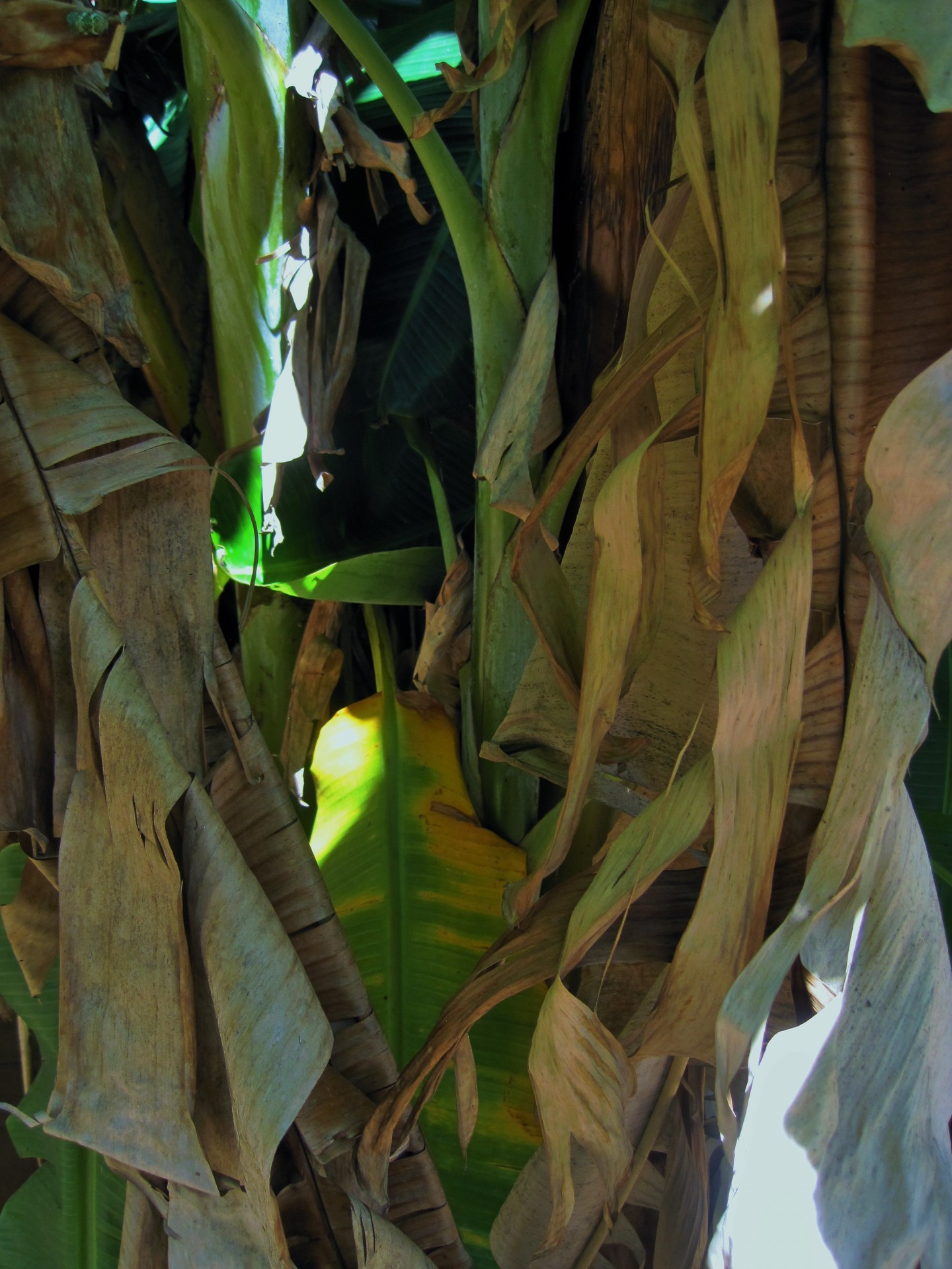 tree banana leaves free photo