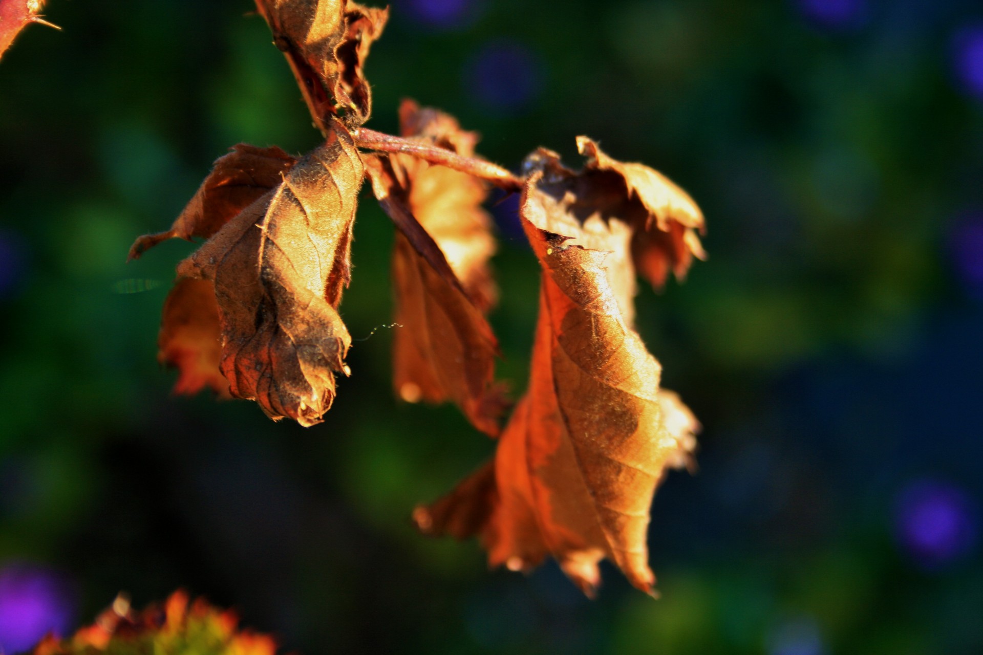 leaves dry brown free photo