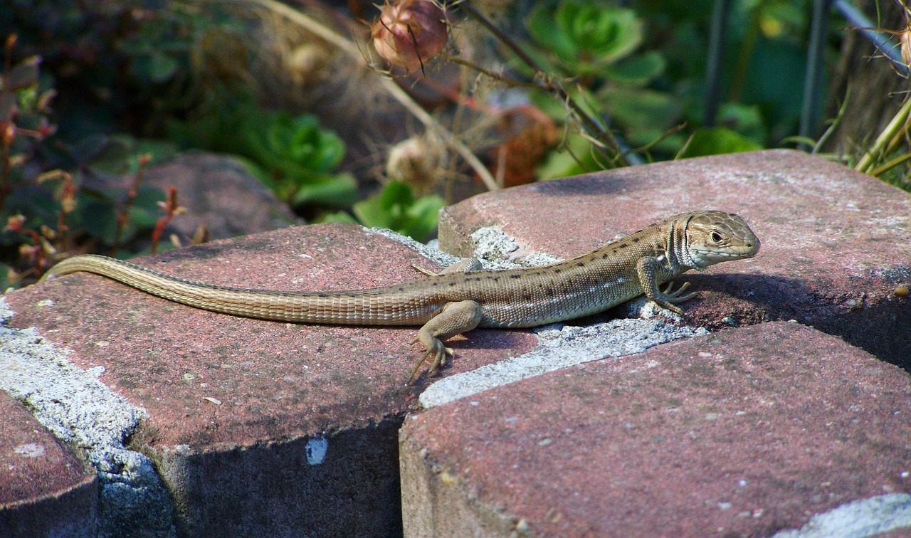 brownish-gray lizard reptile animal free photo