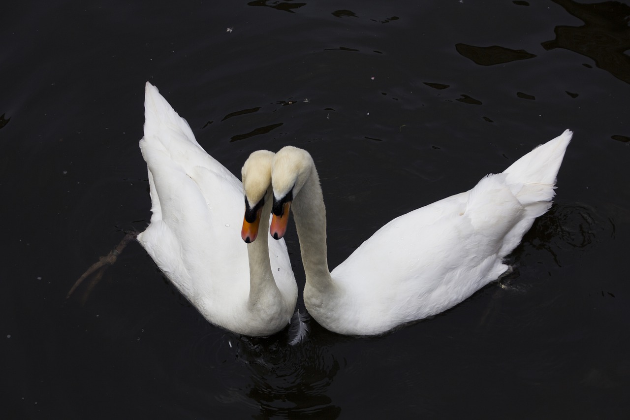 bruges  swan  bird free photo