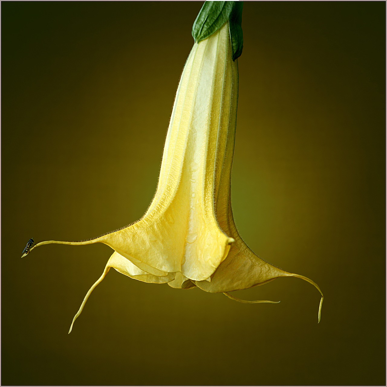 brugmansia trumpet flower free photo