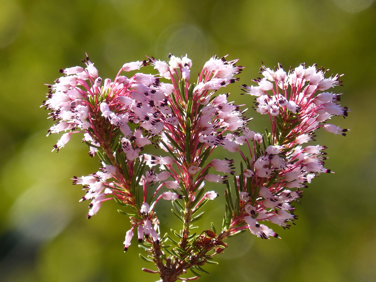 bruguera heather winter erica multiflora free photo