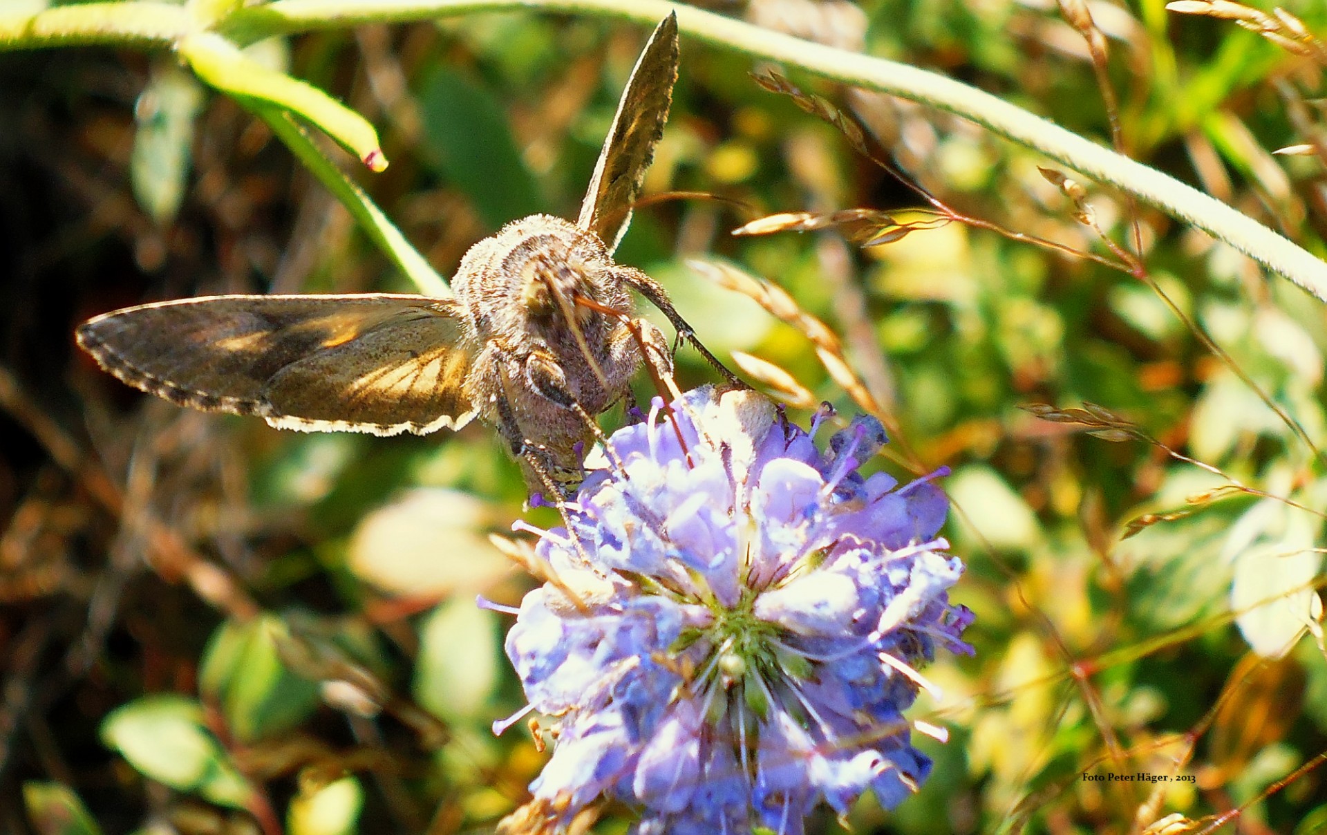 butterfly brown butterfly free pictures free photo