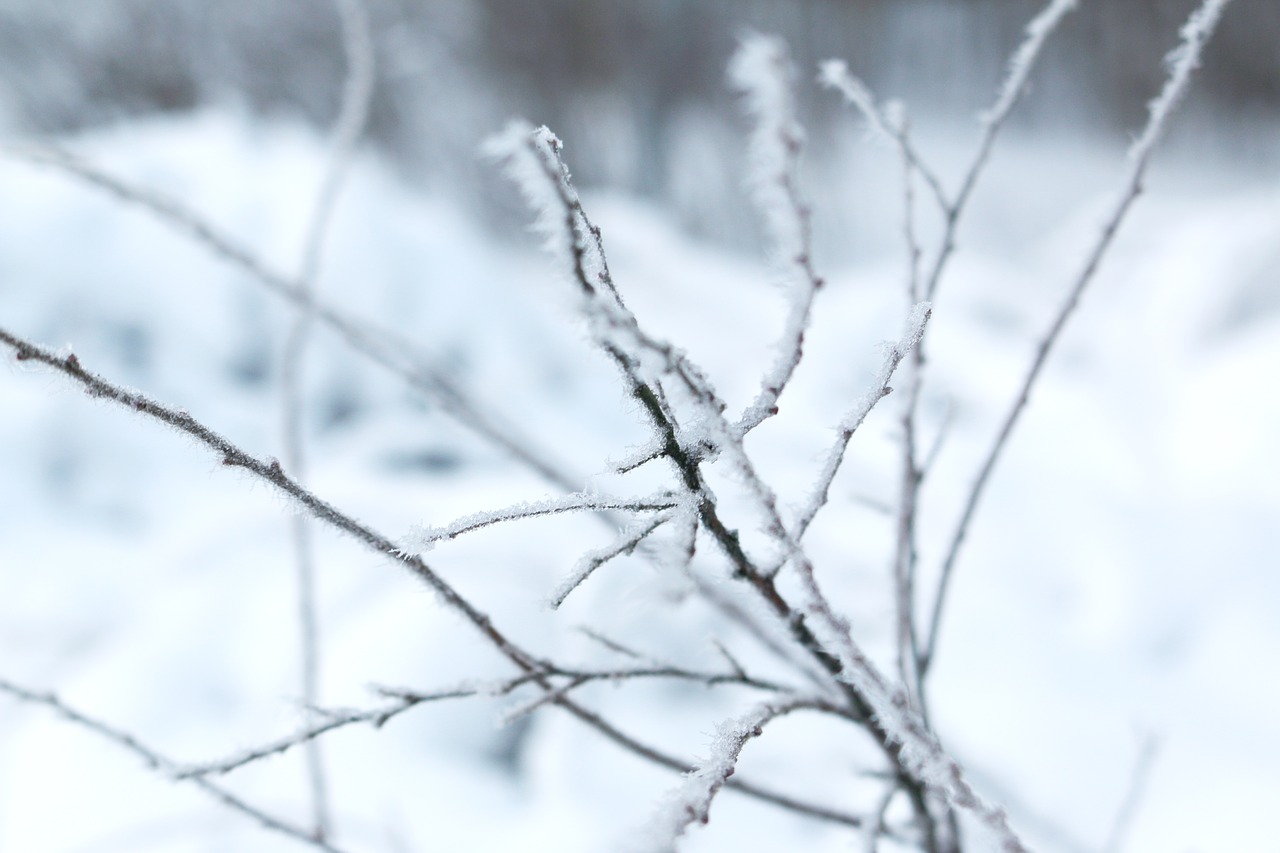 brunch  winter landscapes  winter free photo