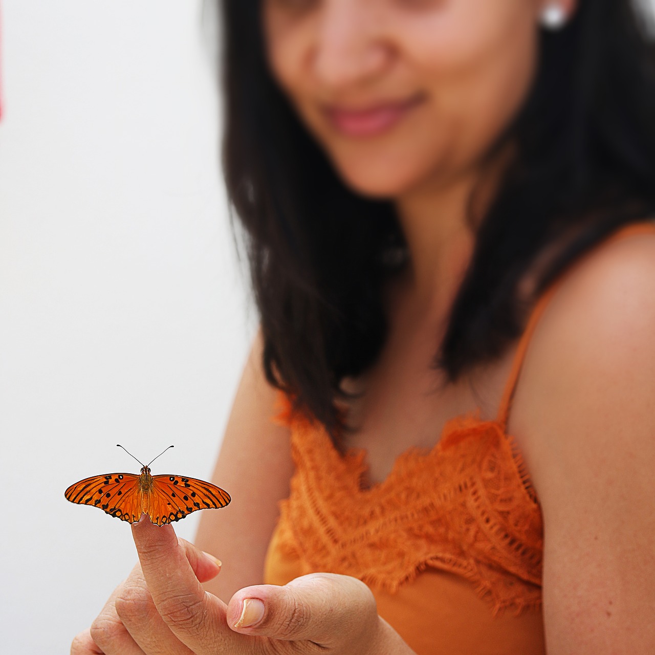 brunette  butterfly  brazil free photo