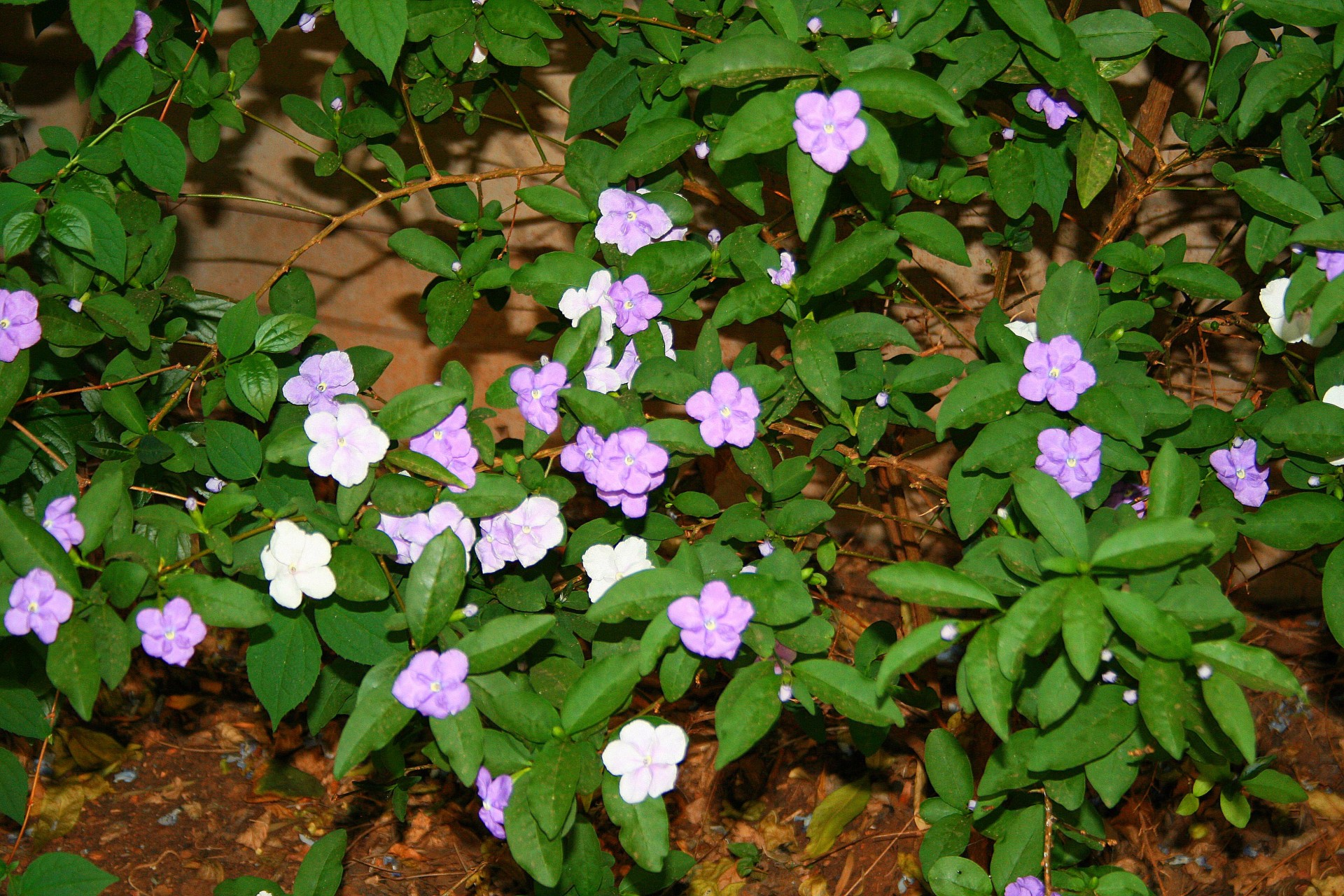 flowers white lavender free photo