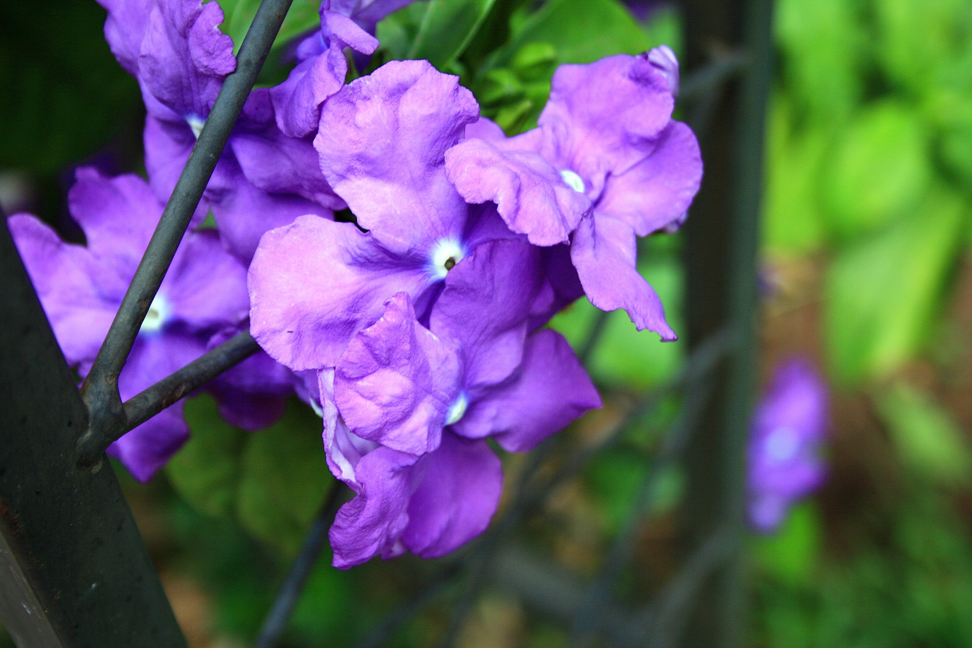 flowers purple shrub free photo