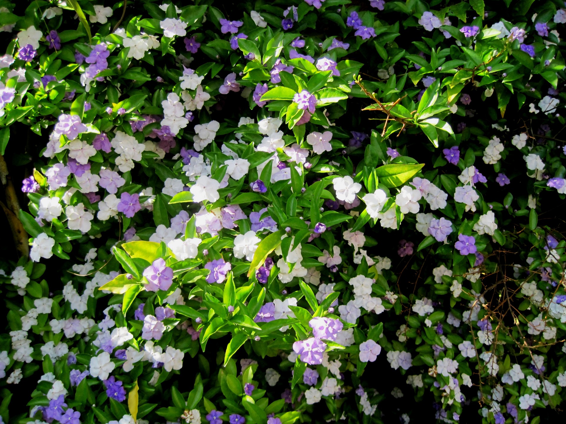 shrub flowers white free photo