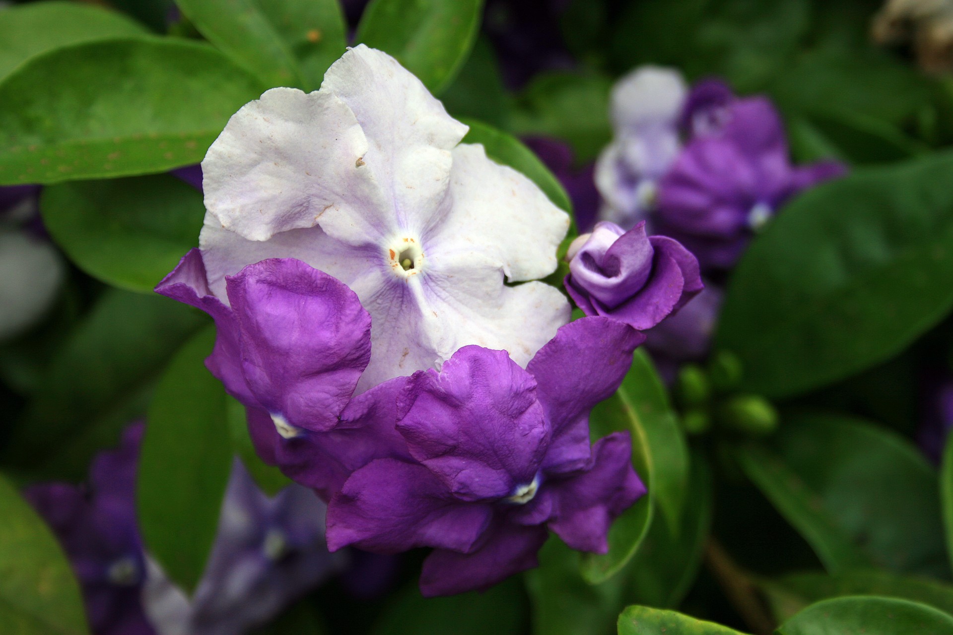 flowers purple shrub free photo