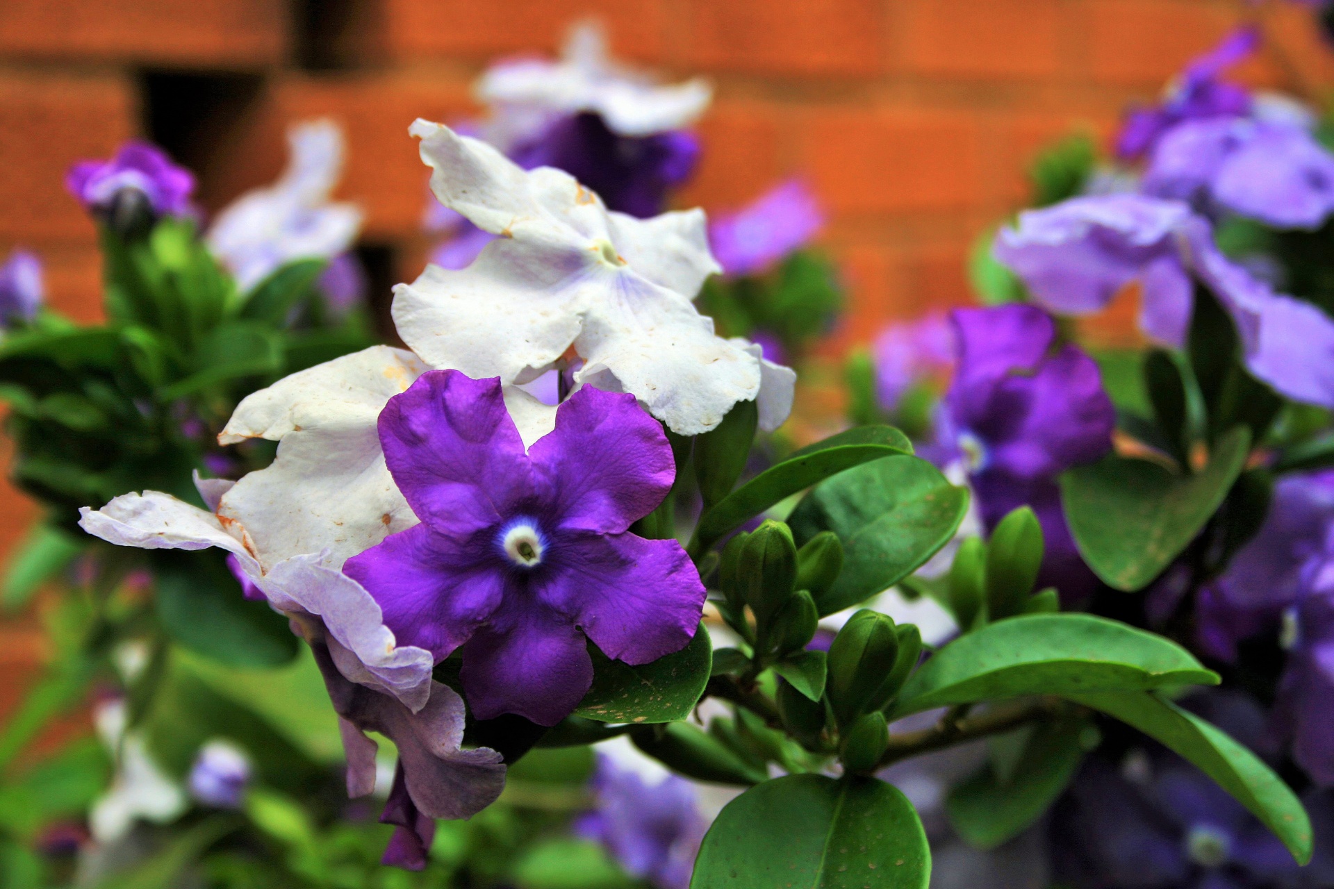 flowers tri-color purple free photo
