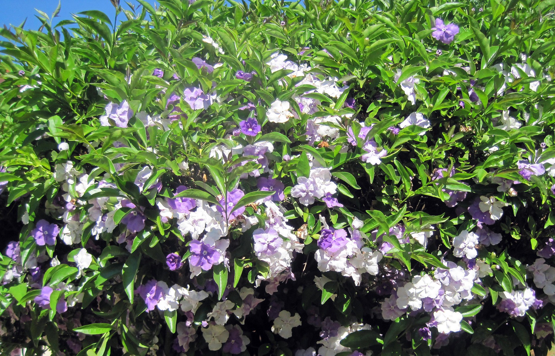 shrub flowers purples free photo