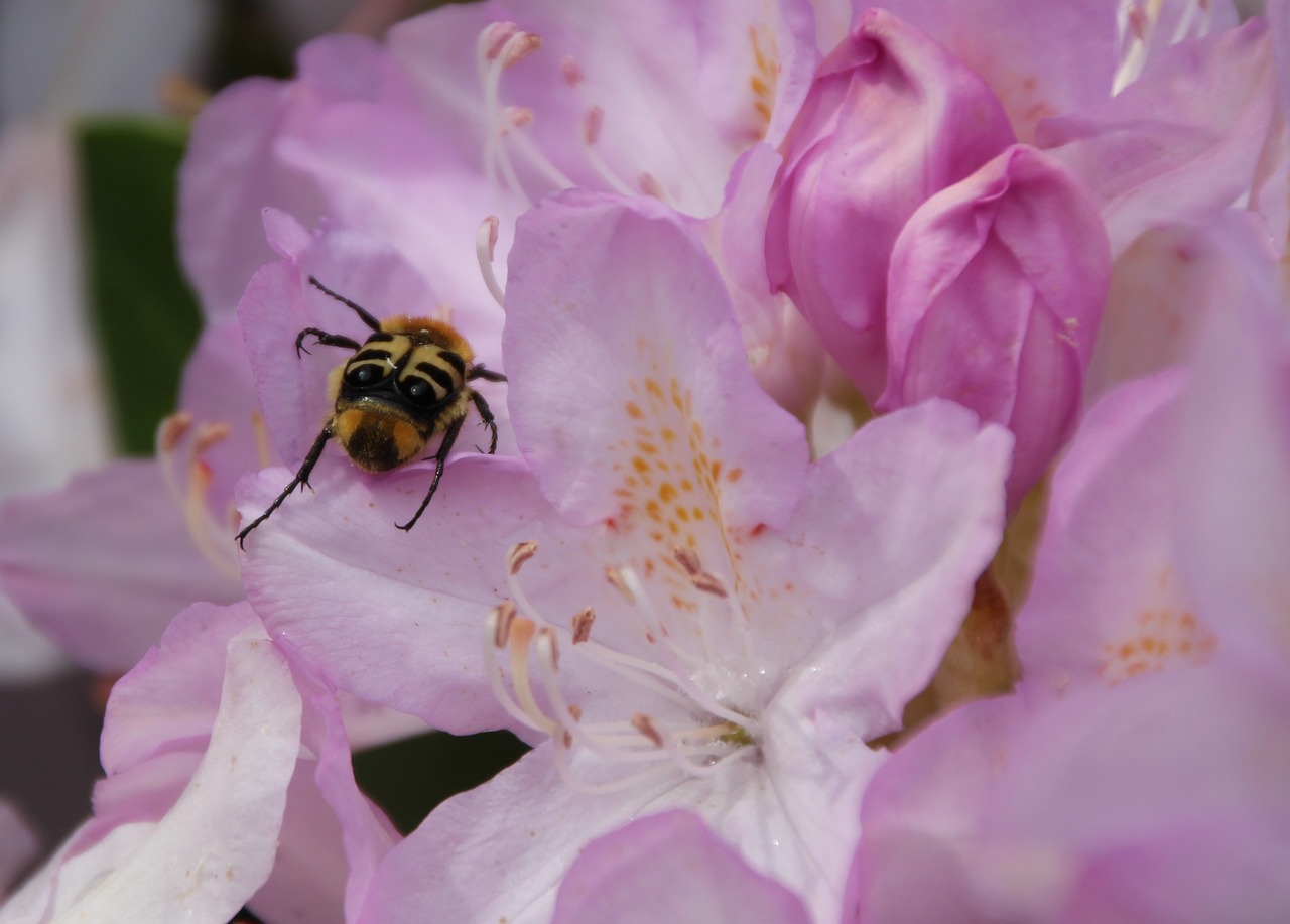 brush beetle insect beetle free photo