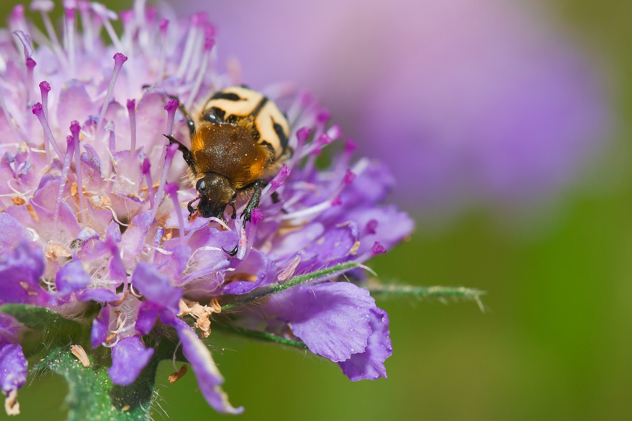 brush beetle beetle blossom free photo