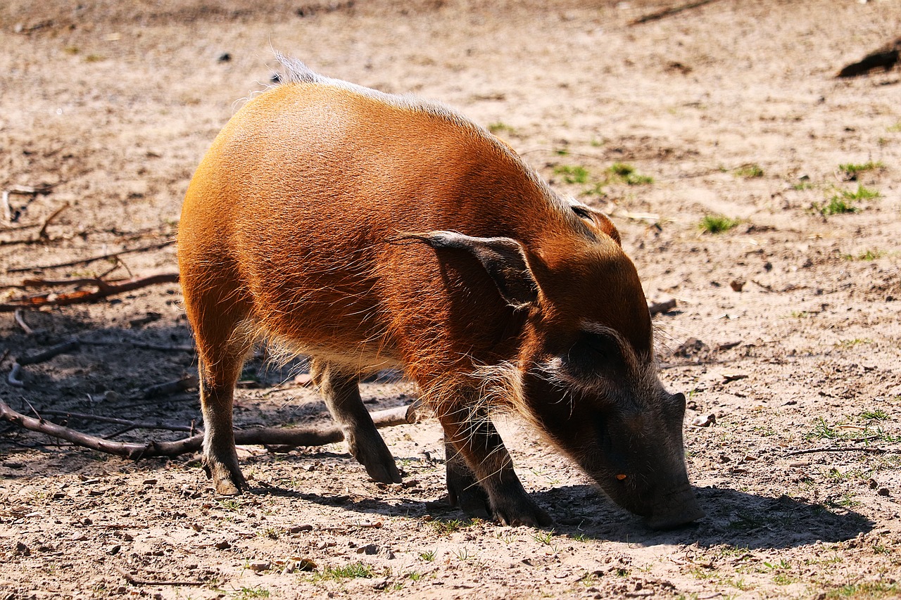 brush ear  animal  zoo free photo