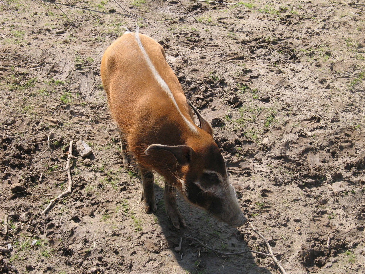 brush ear pig wild zoo free photo