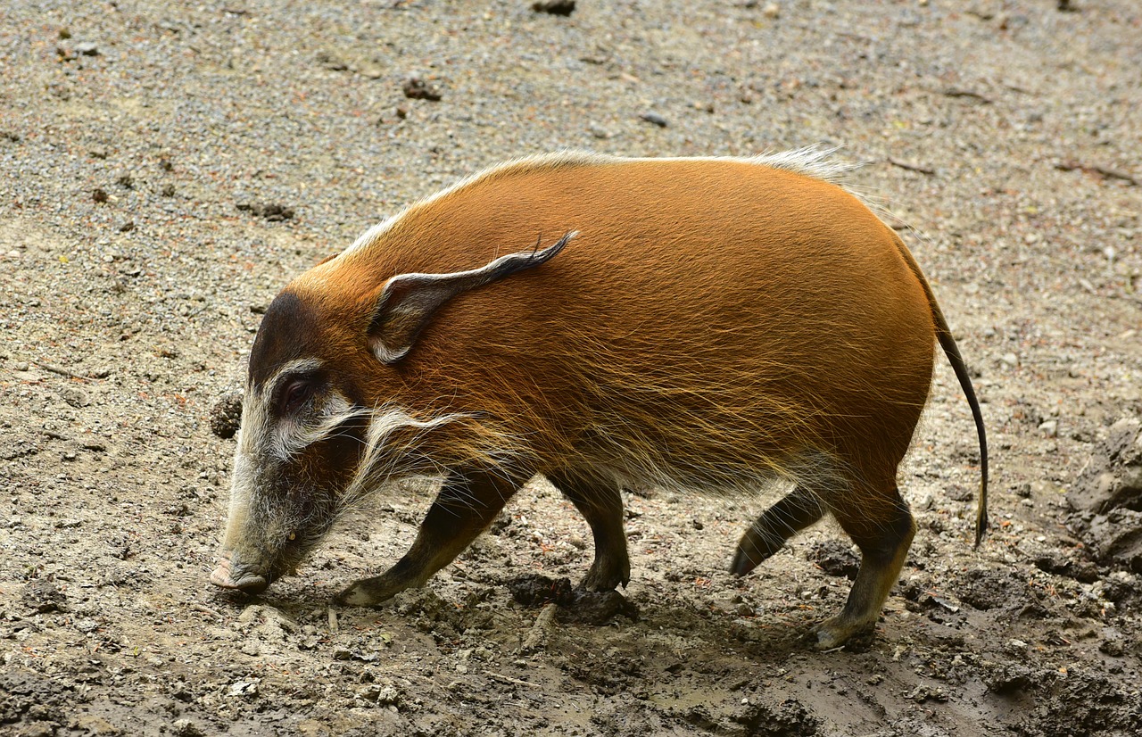 brush ear pig search food free photo