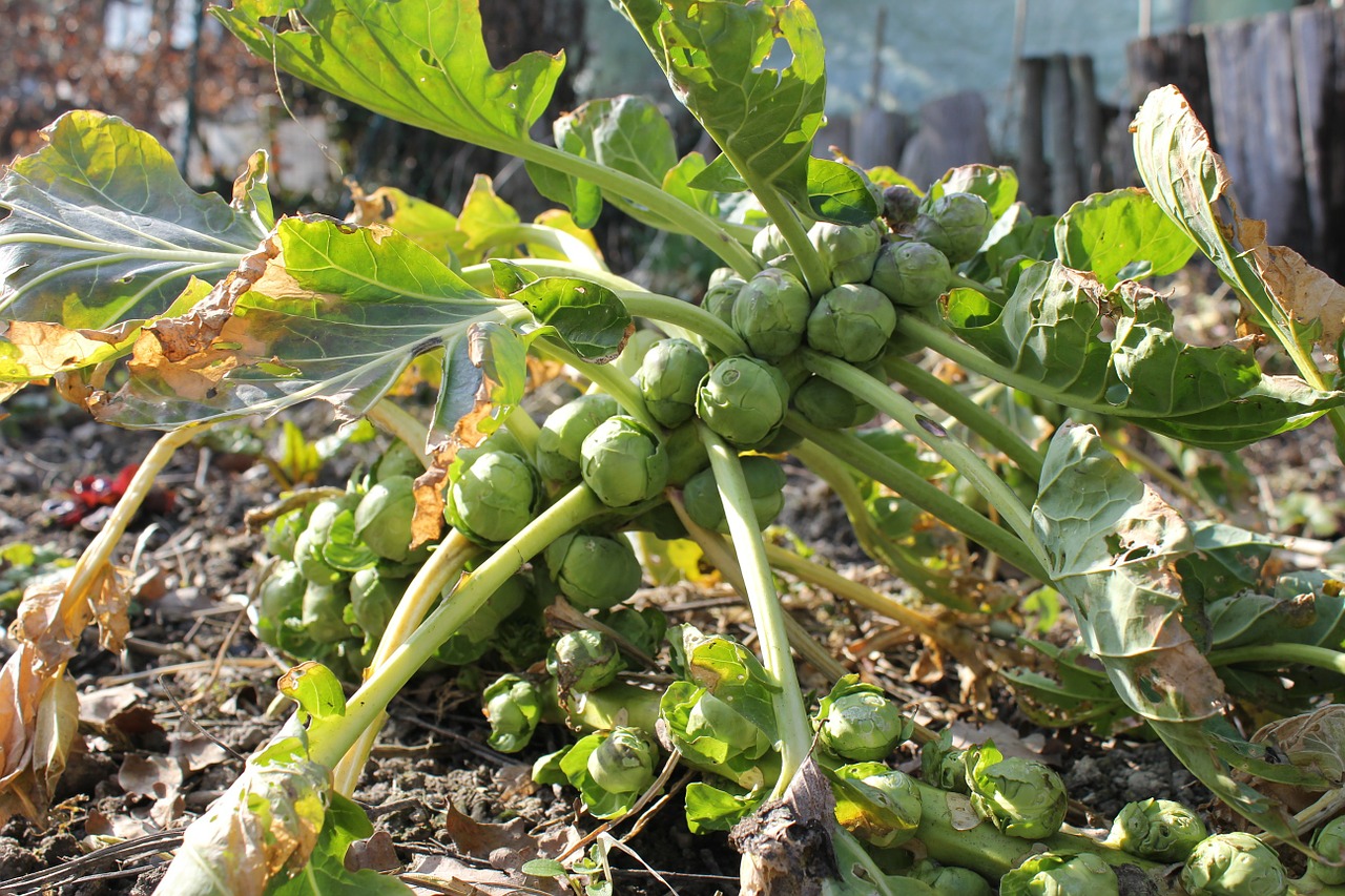 brussels sprouts bed vegetables free photo
