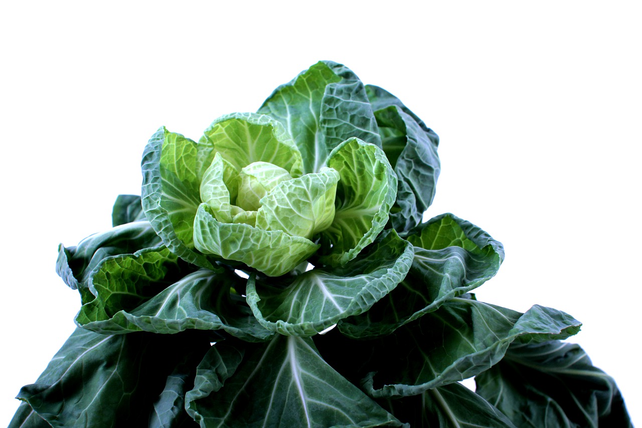 brussels sprouts  cabbage  green free photo