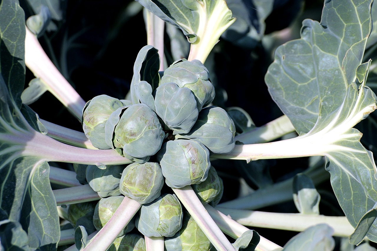 brussels sprouts vegetables brussels carbon free photo