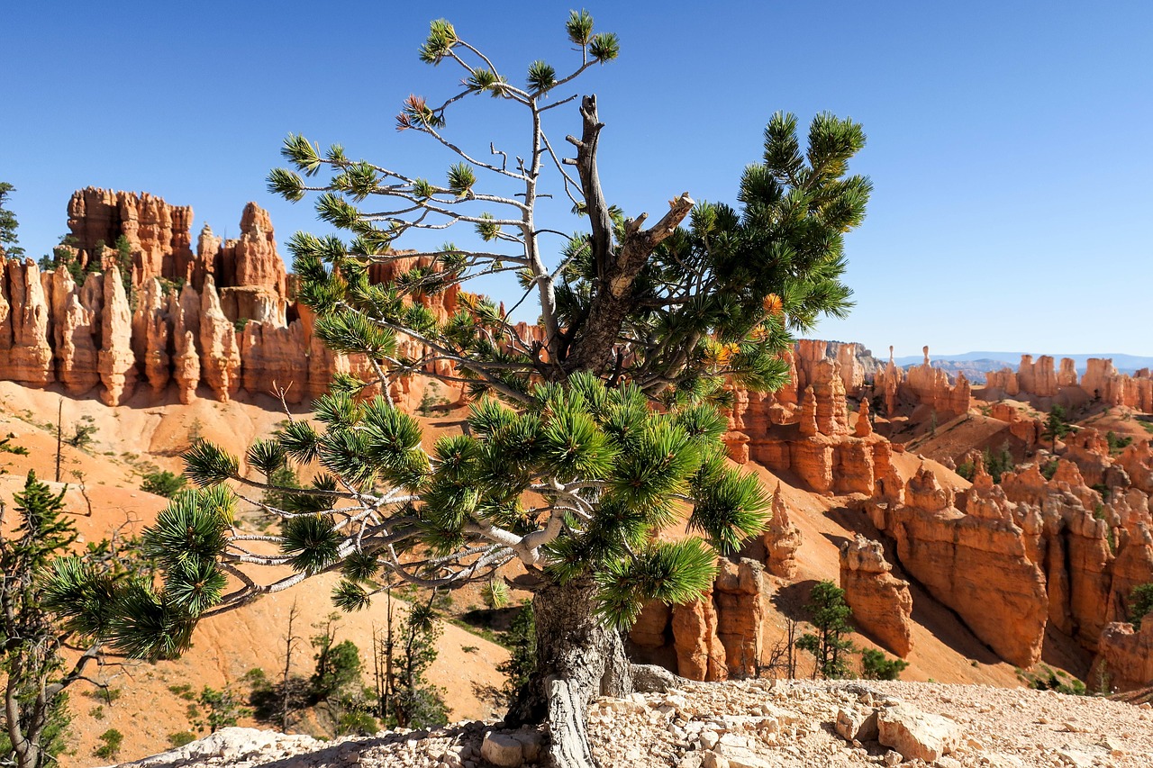 bryce canyon national free photo