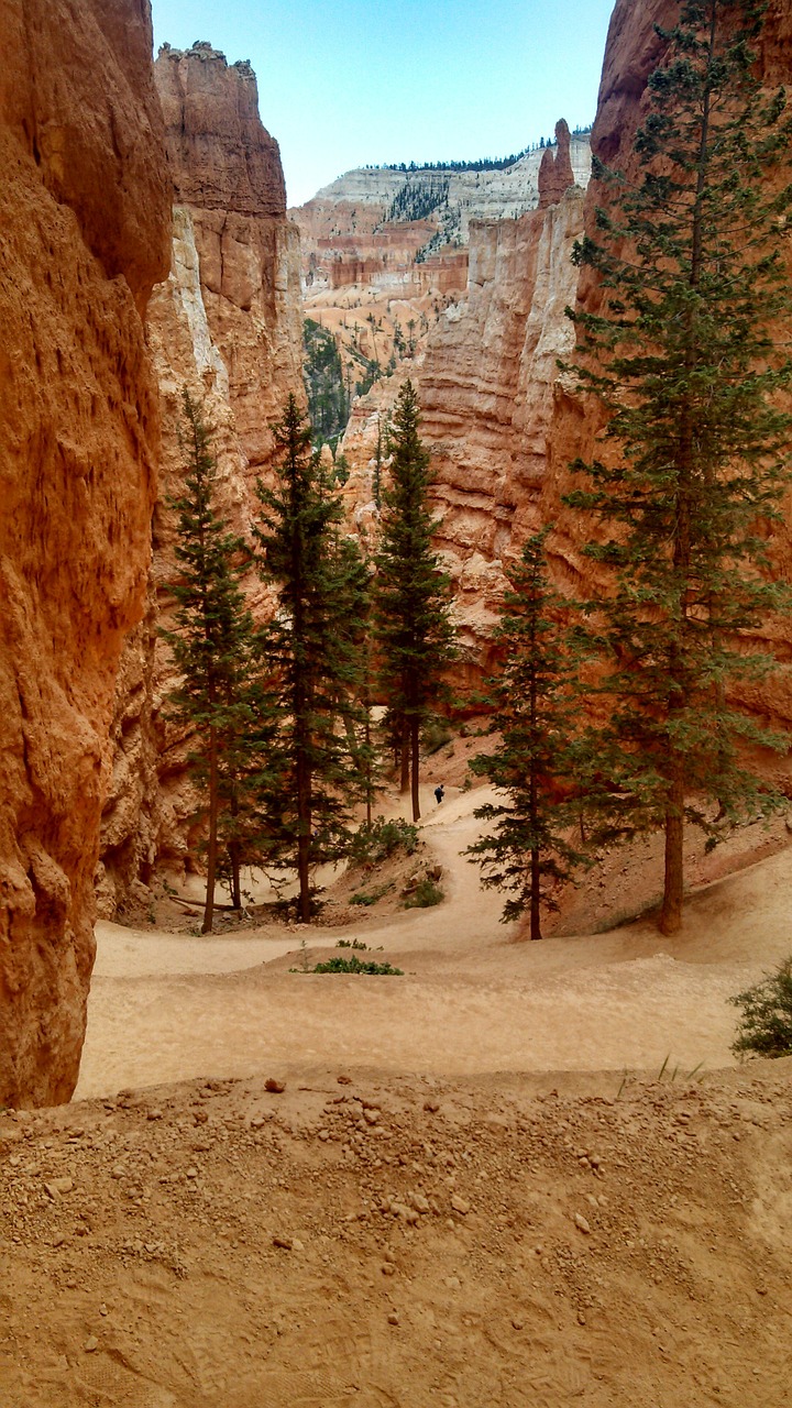 bryce canyon trees fir free photo
