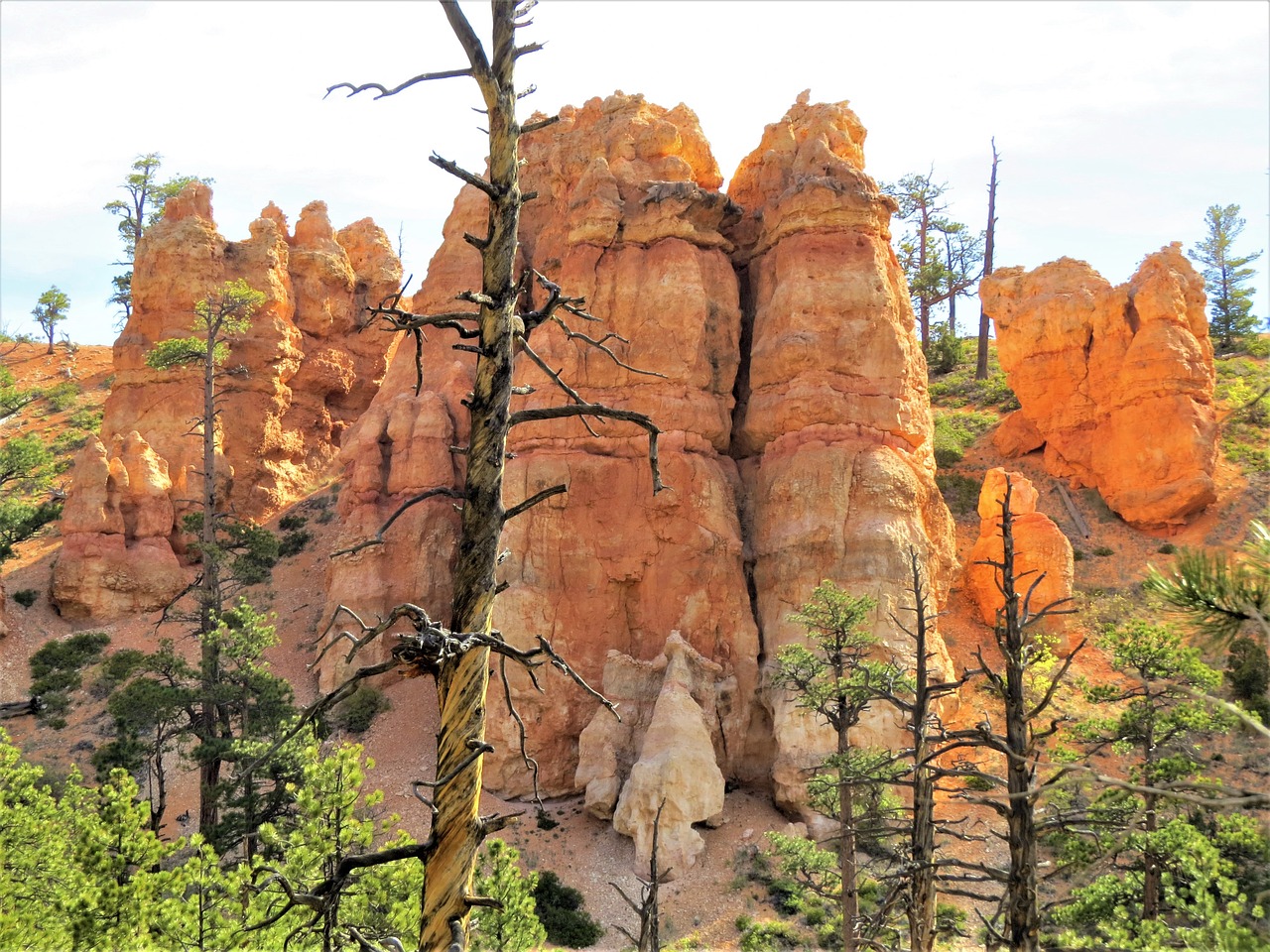 bryce canyon utah tree free photo