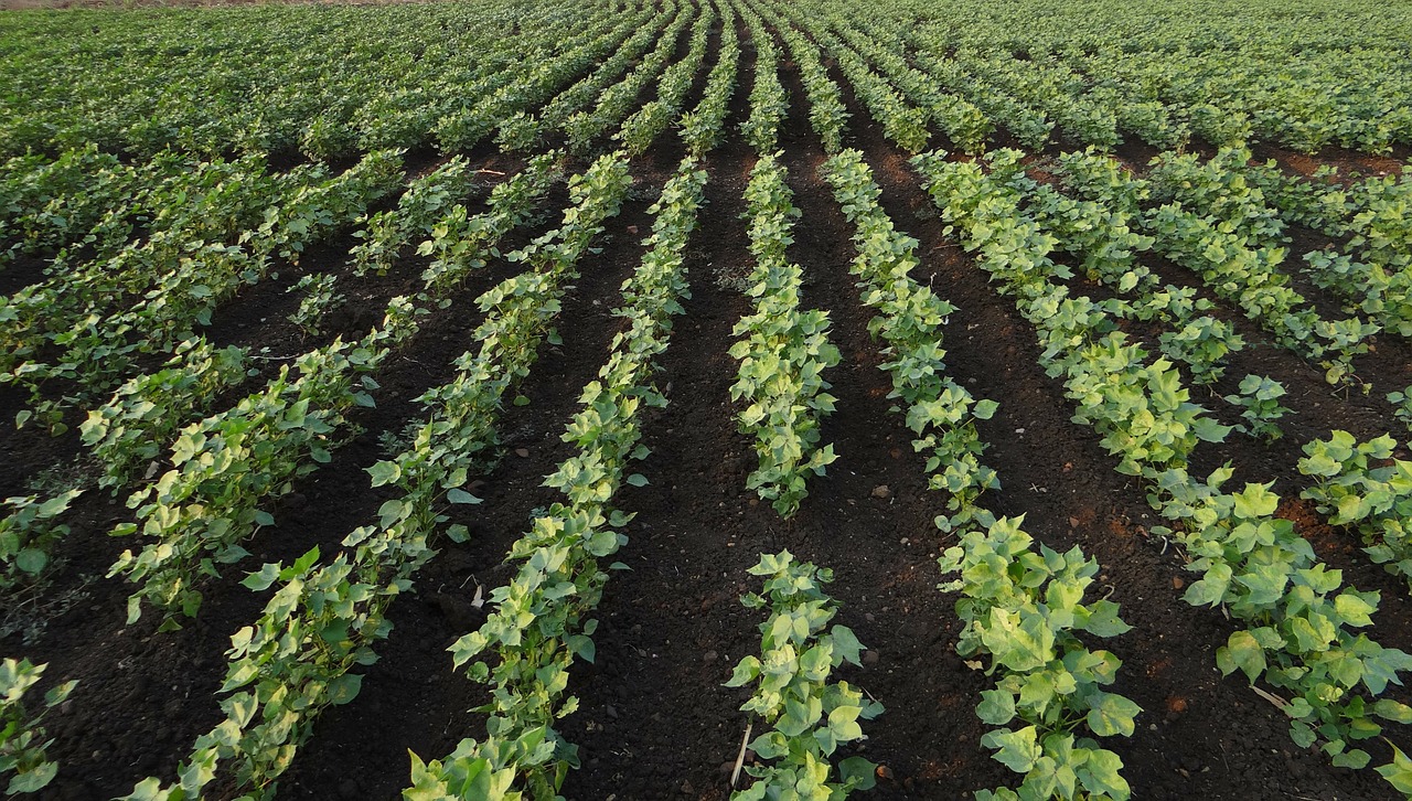 bt cotton highyielding seedlings free photo