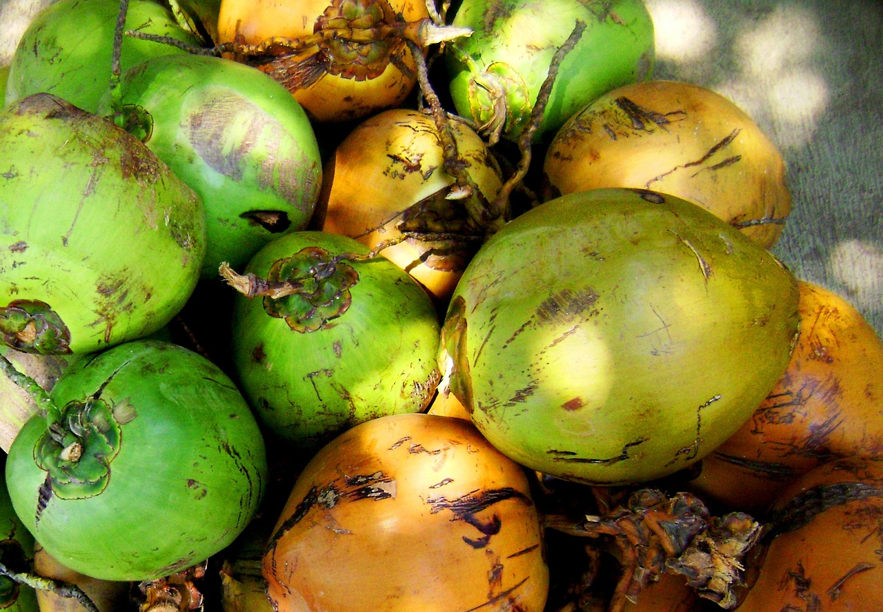 buah kelapa hijau free photo